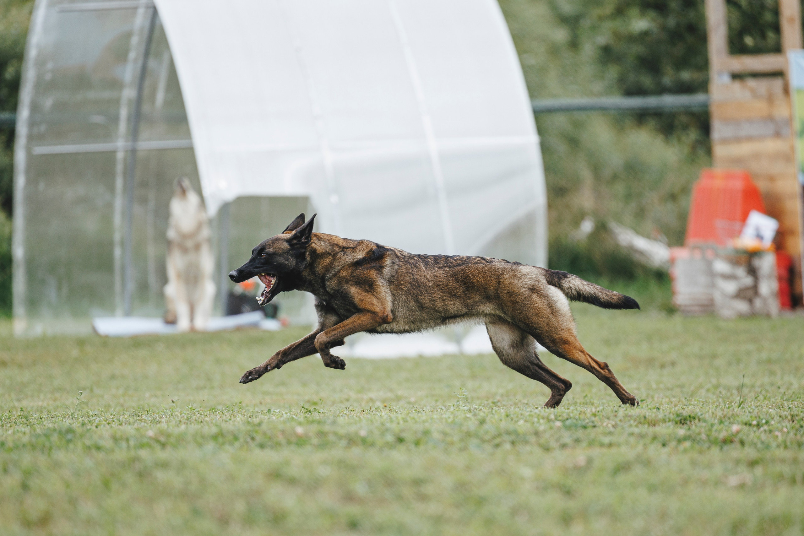 08.08.25-10.08.25 ЧР по мондьорингу г. Вологда. Фотограф-анималист Анна Маринич
