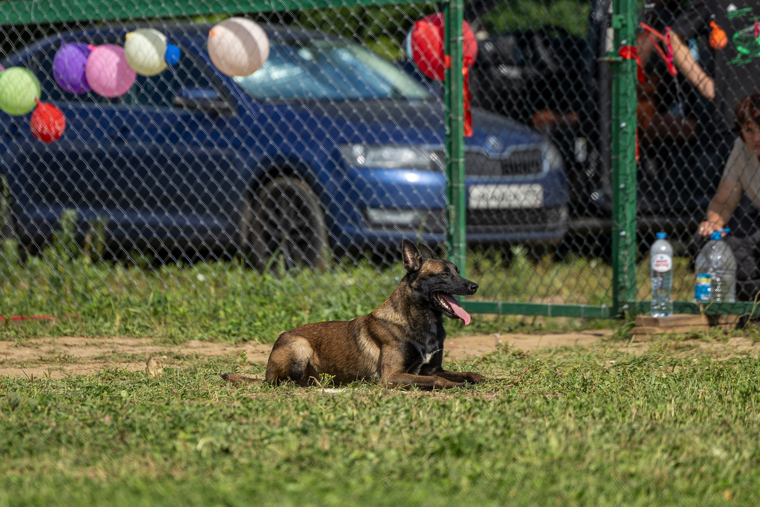 Соревнования по Мондьорингу г. Вологда 10-11.08.2024. Фотограф-анималист Анна Маринич