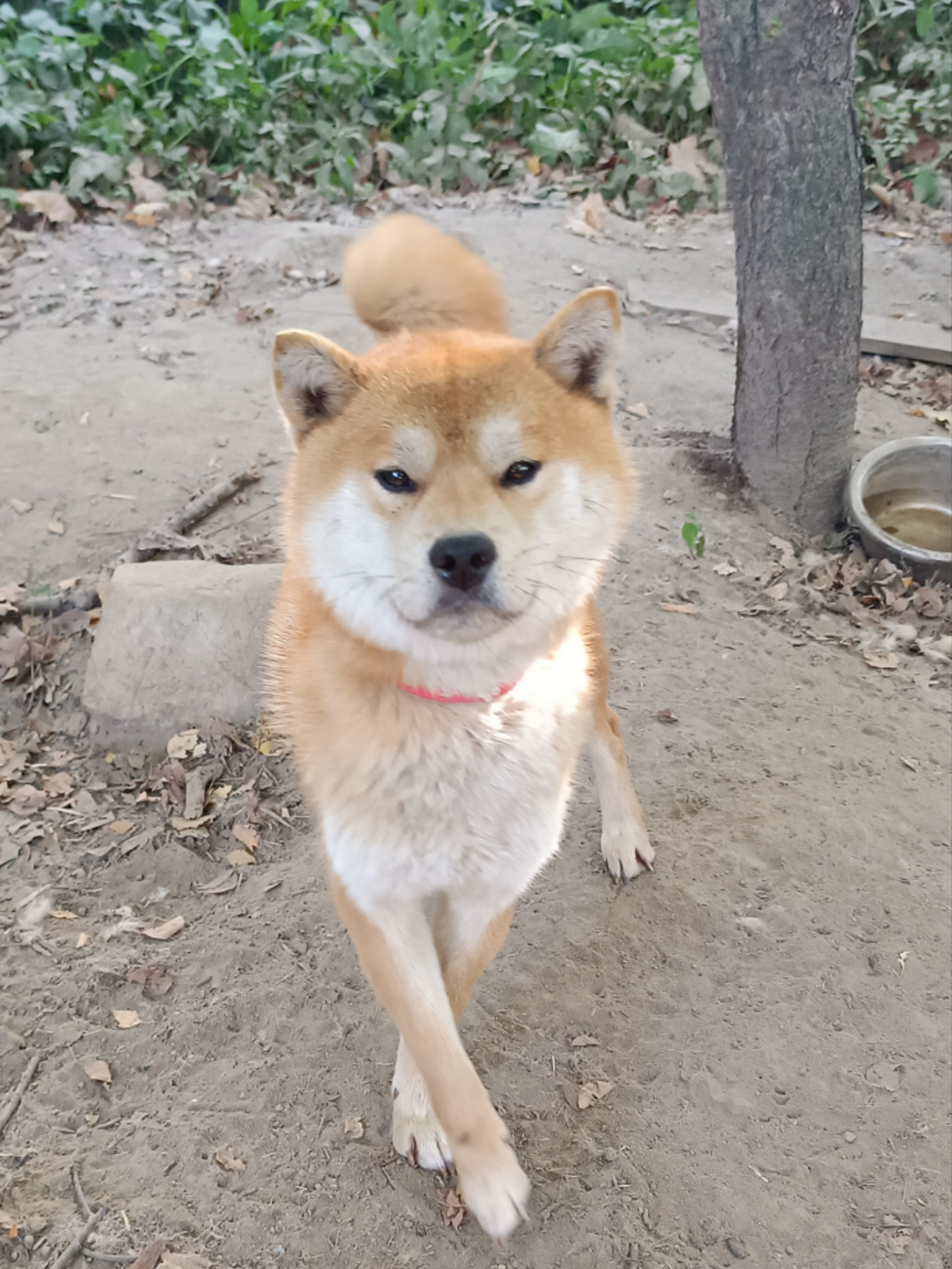 Ганжи * Yuzhyy Solnechnyy Pes Ganji. AMERICAN AKITA RUBYLIGHT KENNEL I SHIBA-INU
