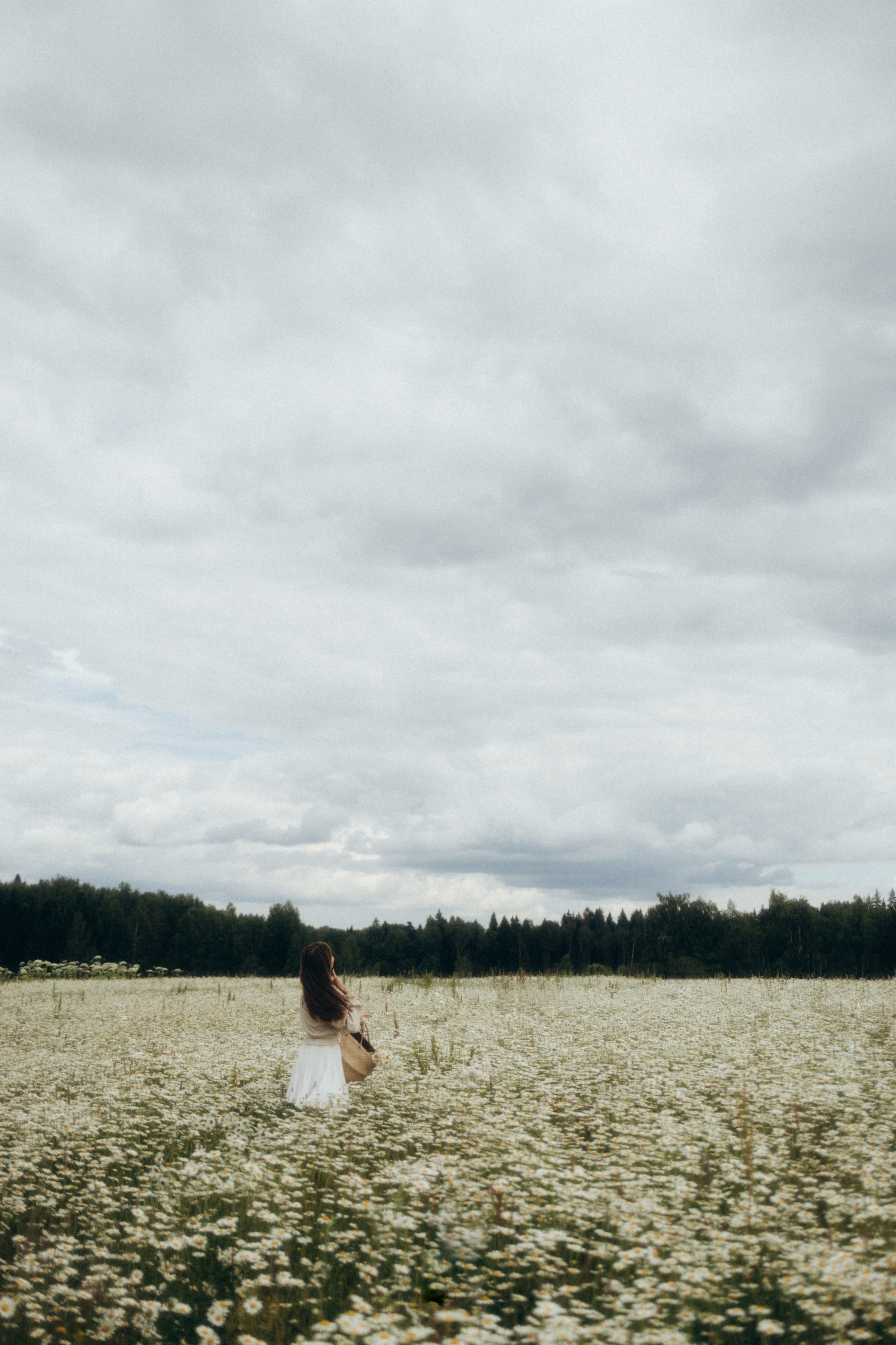 Ромашковое море. Фотограф Валерия Ковпак. Москва. Химки. Куркино