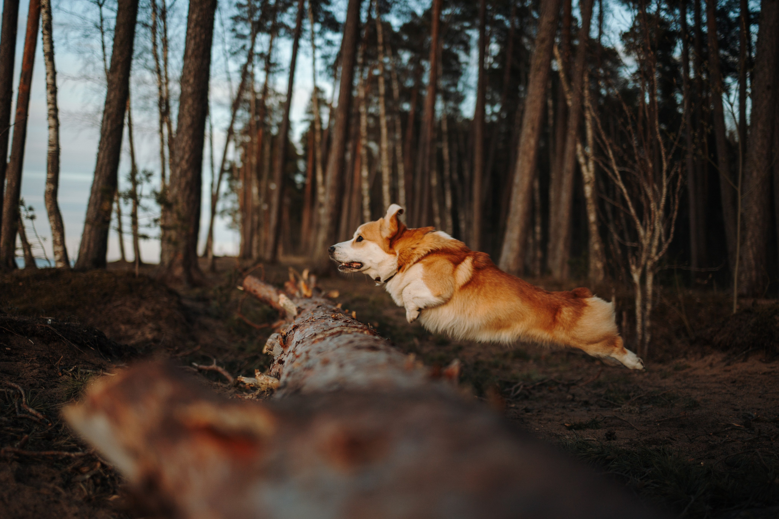 Найт и его семья. Фотограф — Анималист | Санкт-Петербург