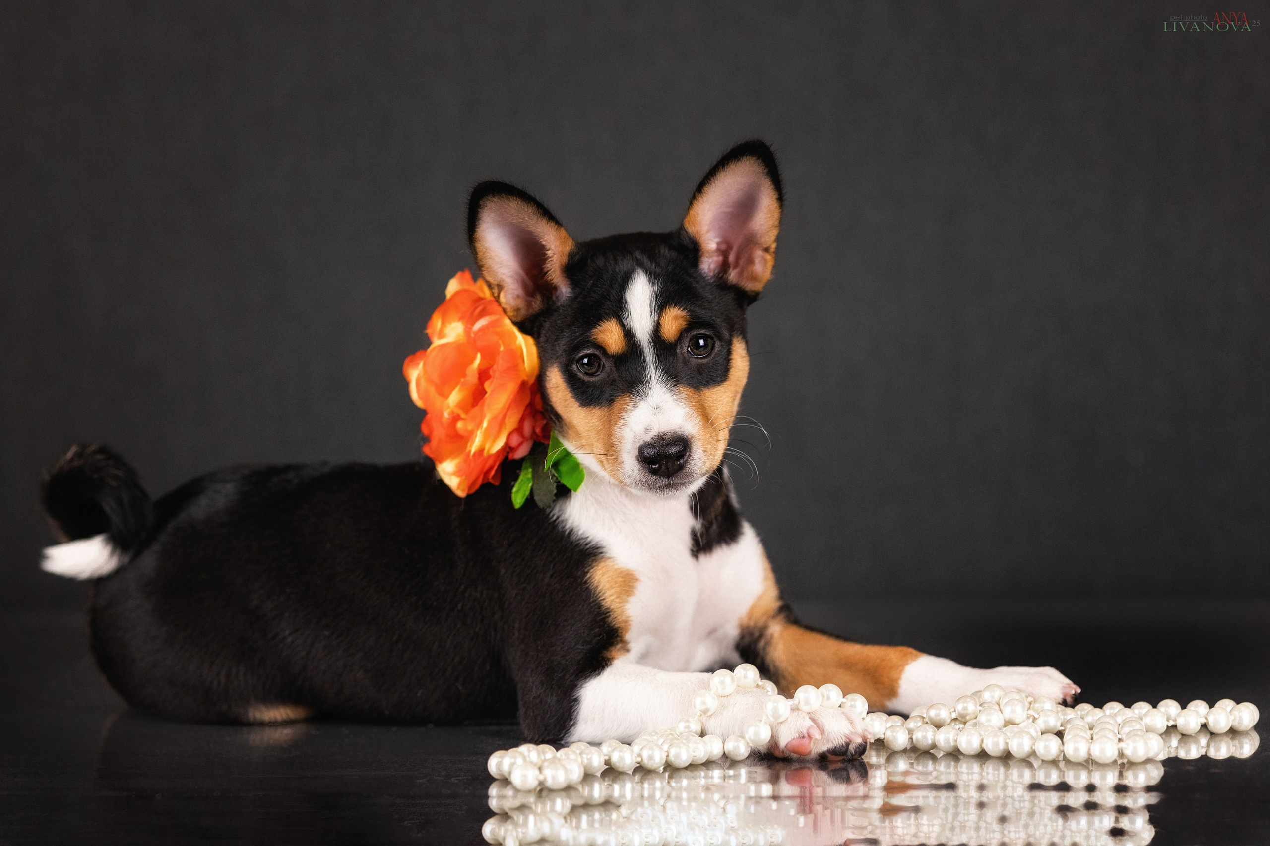 Басенджи. Фотограф анималист Аня Ливанова | Рыбинск