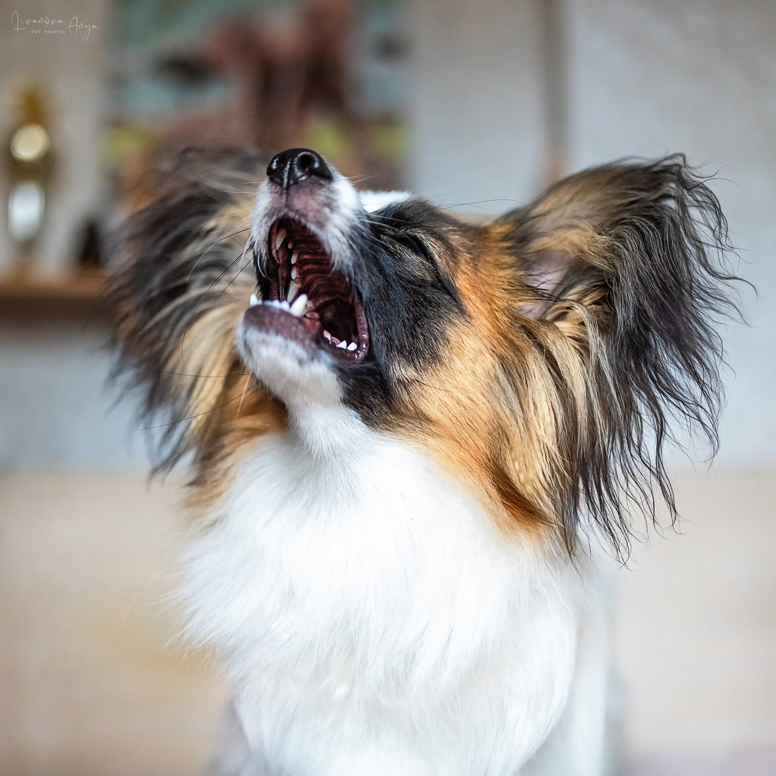 Хьюстон. Фотограф анималист Аня Ливанова | Рыбинск