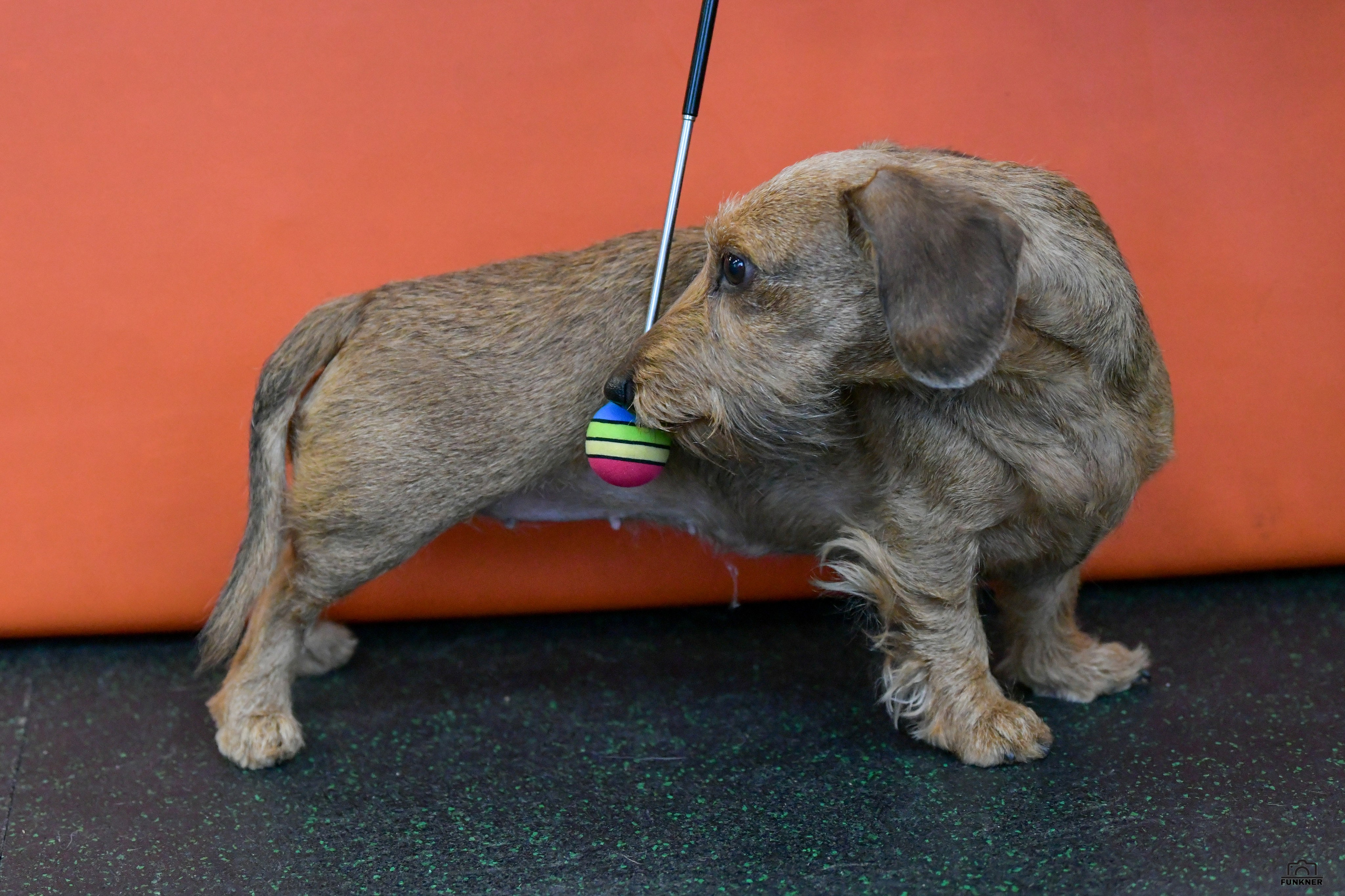 Кинологический клуб «Бодрый хвост». Свой взгляд через объектив