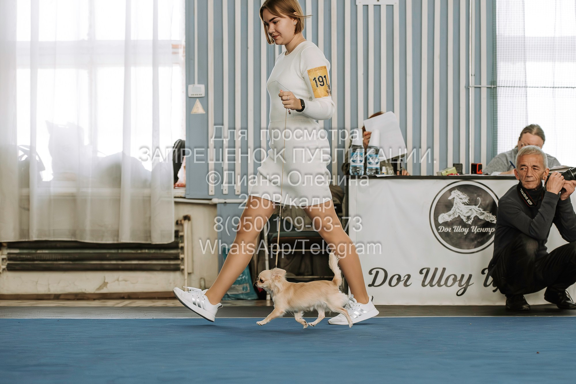 Выставка собак Красноярск 29.10.2023. Фотограф Диана Оленина Красноярск / Братск