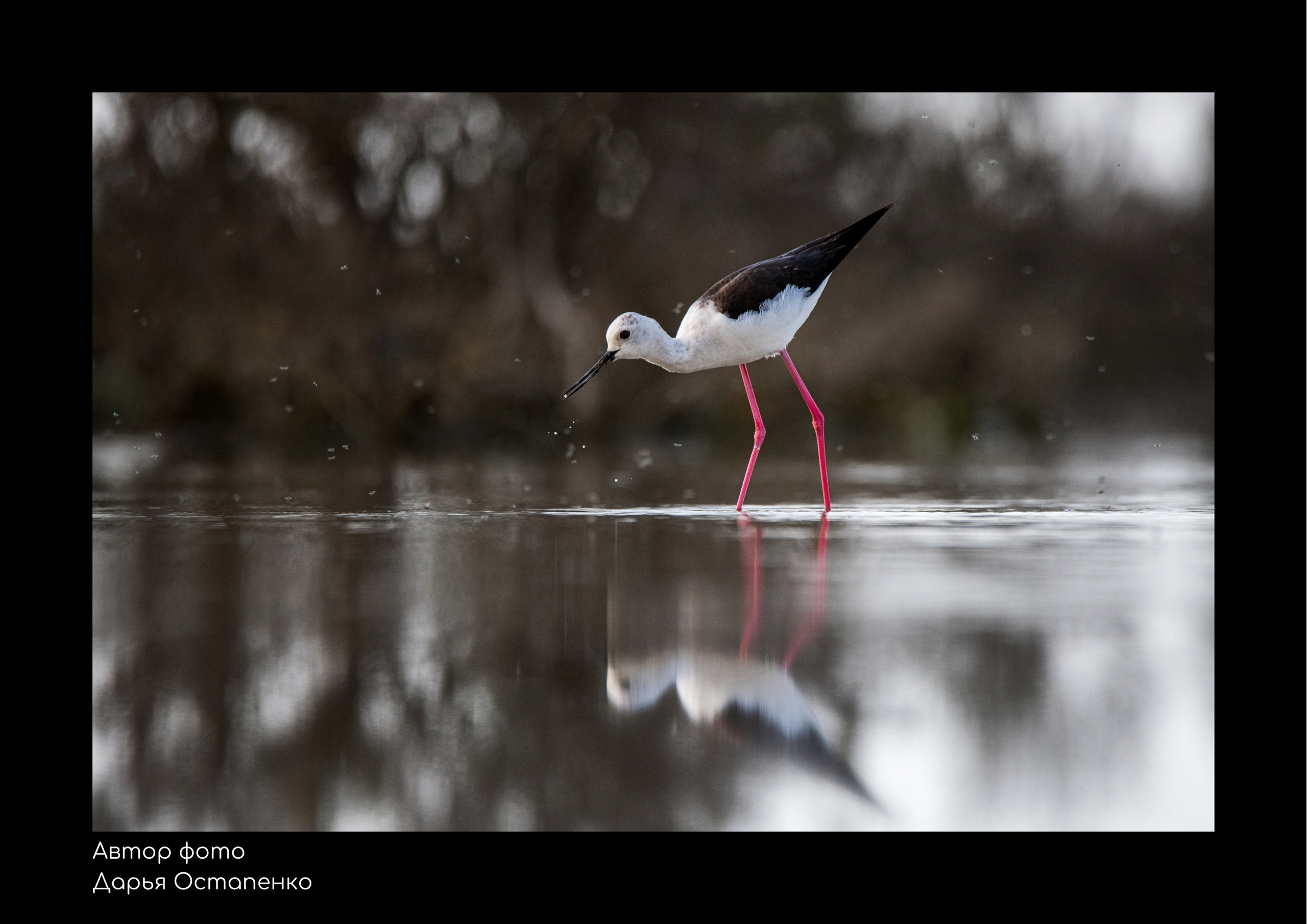 Виртуальная фотовыставка «Заповедный Дагестан». Репортажный фотограф в Крыму Ксения Гасица