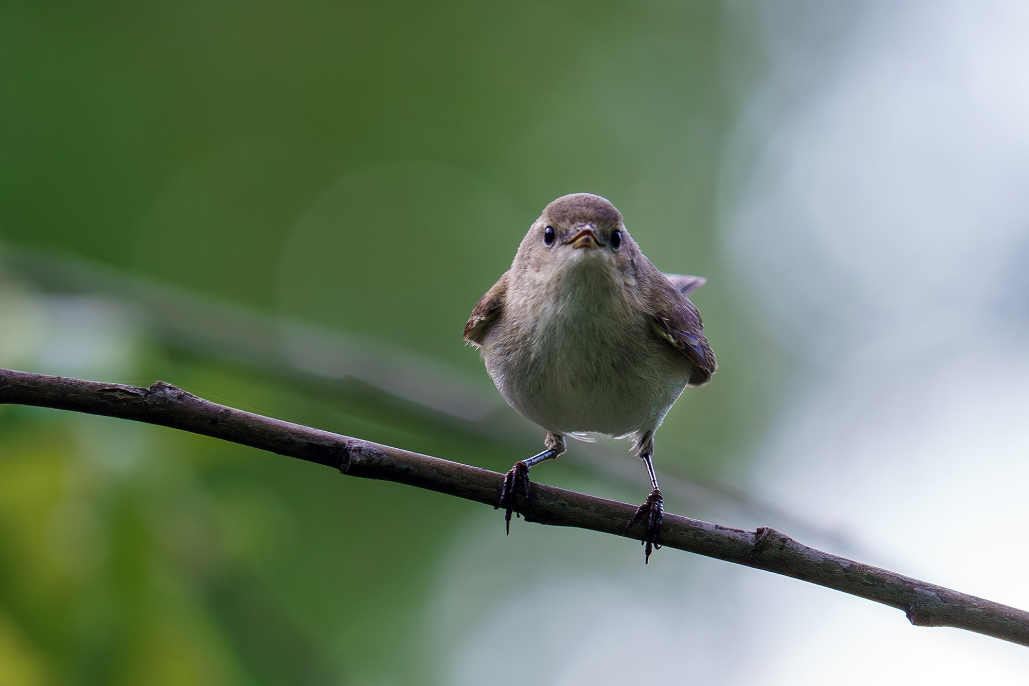 Удивительные мир птиц. Вокруг нас столько прекрасного — присмотритесь!. Ваш личный фотограф Марина Волкова