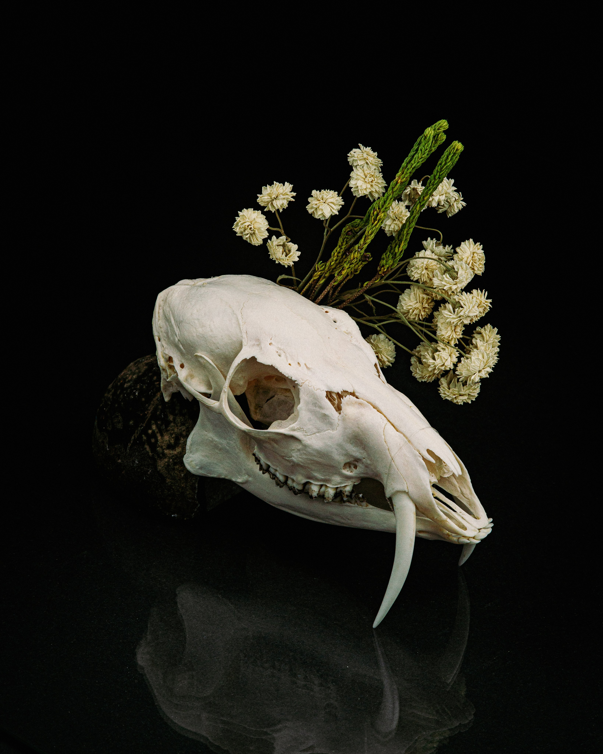 ЧЕРЕПА. Фотограф в Алматы Артемий Матюнин