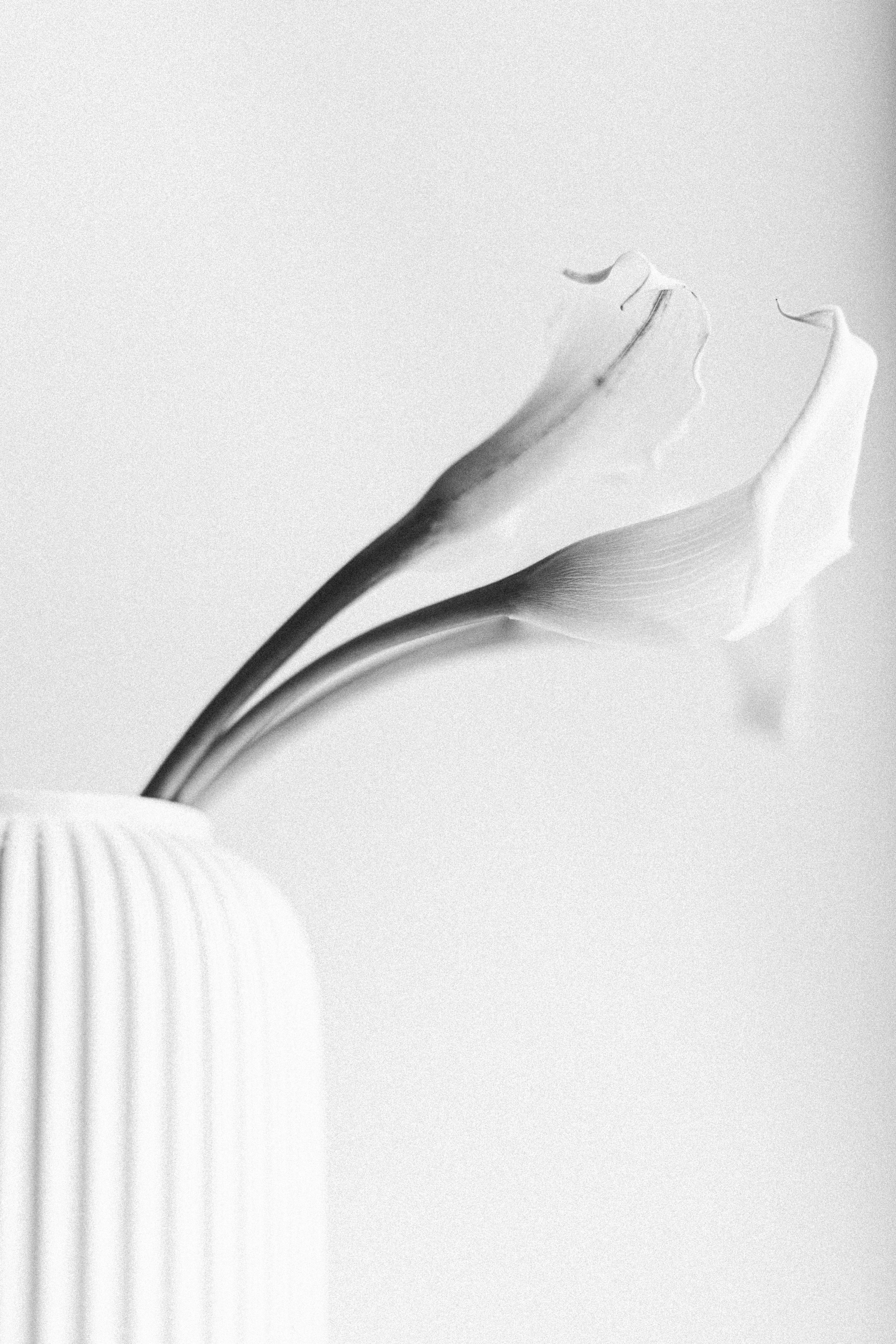 Portfolio. @beingabird.photography