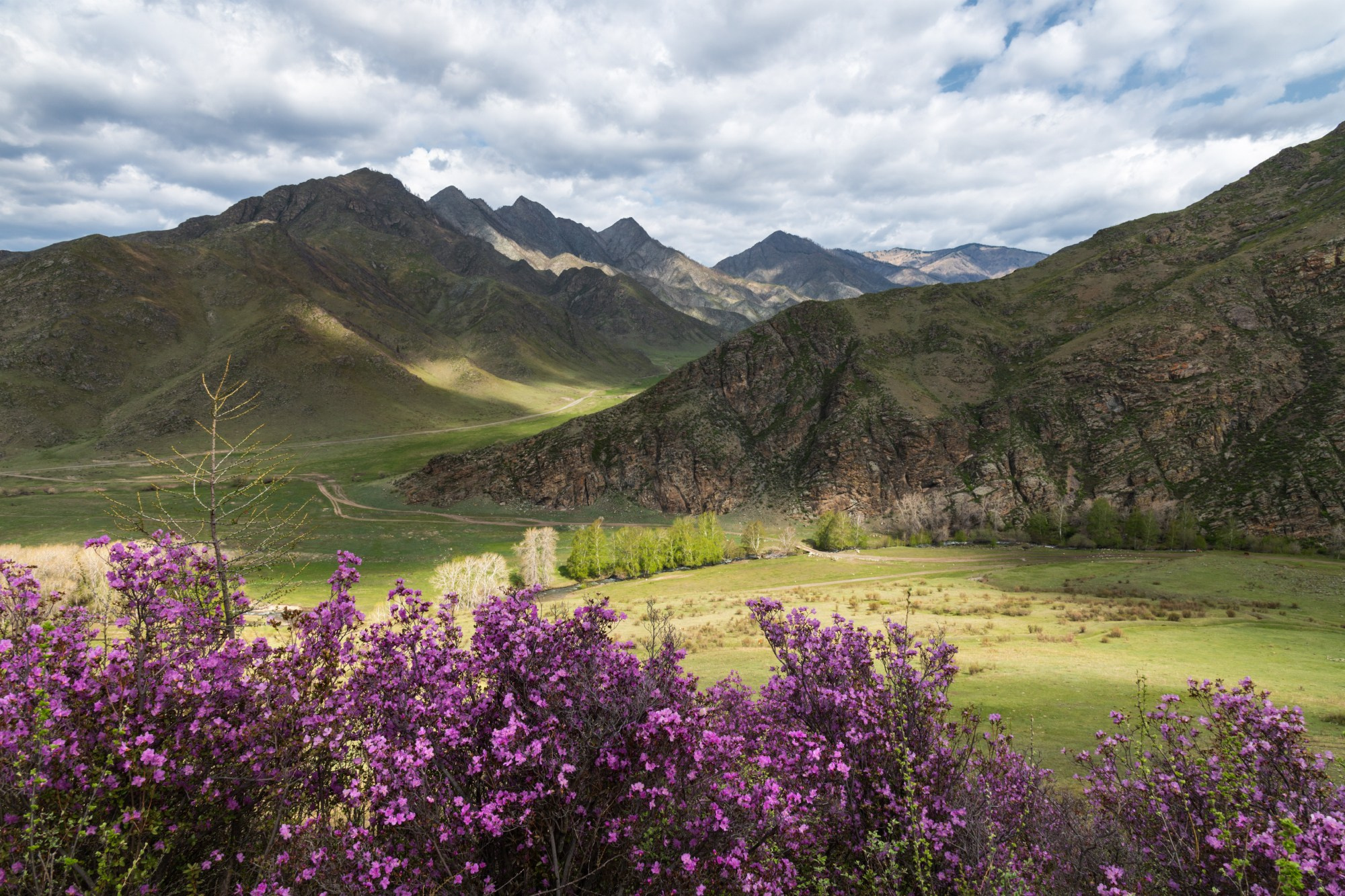 Ининская весна. Цветение маральника в долине реки Иня. Онгудайский район, май 2025