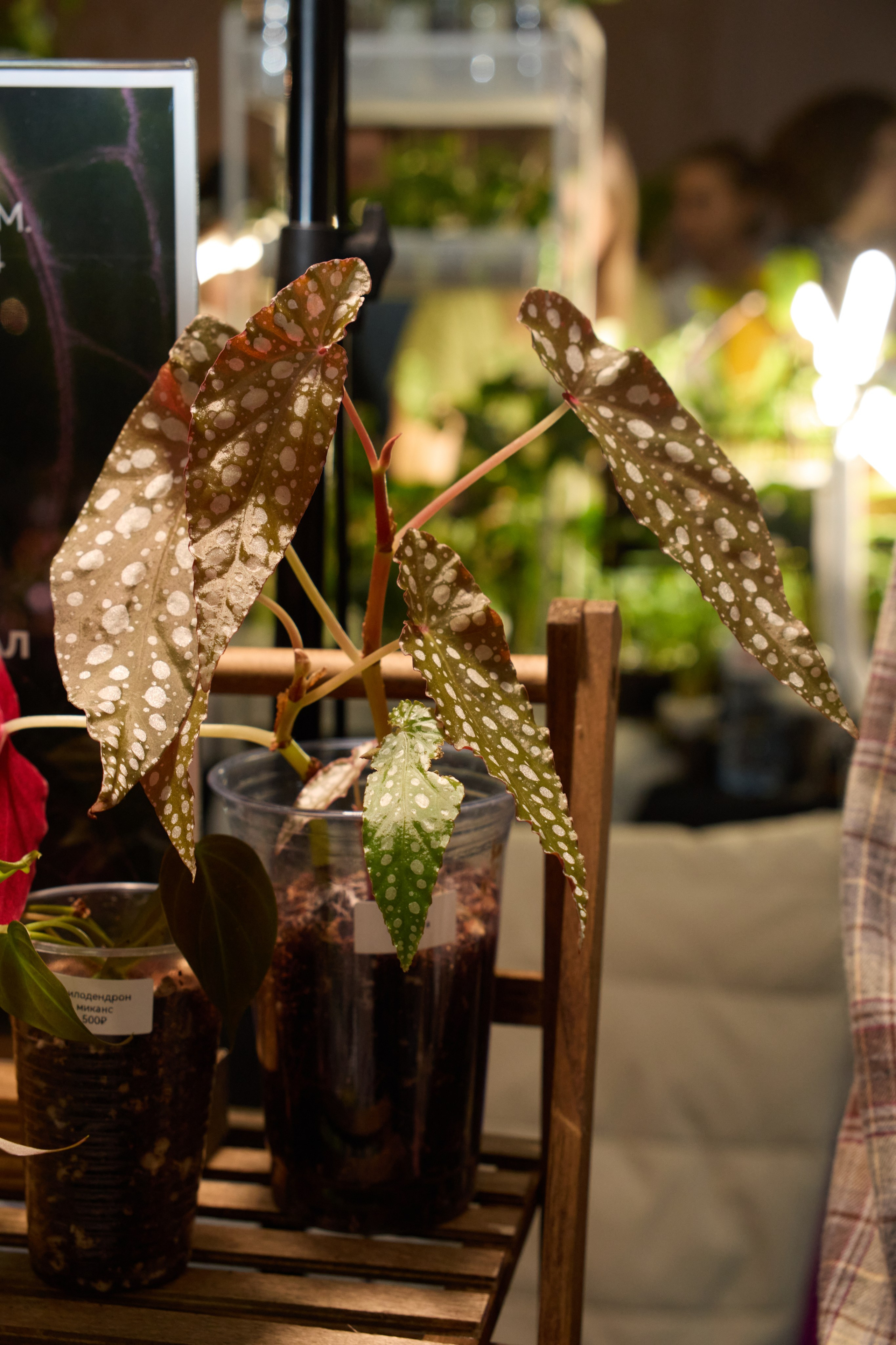 Цветочная ярмарка