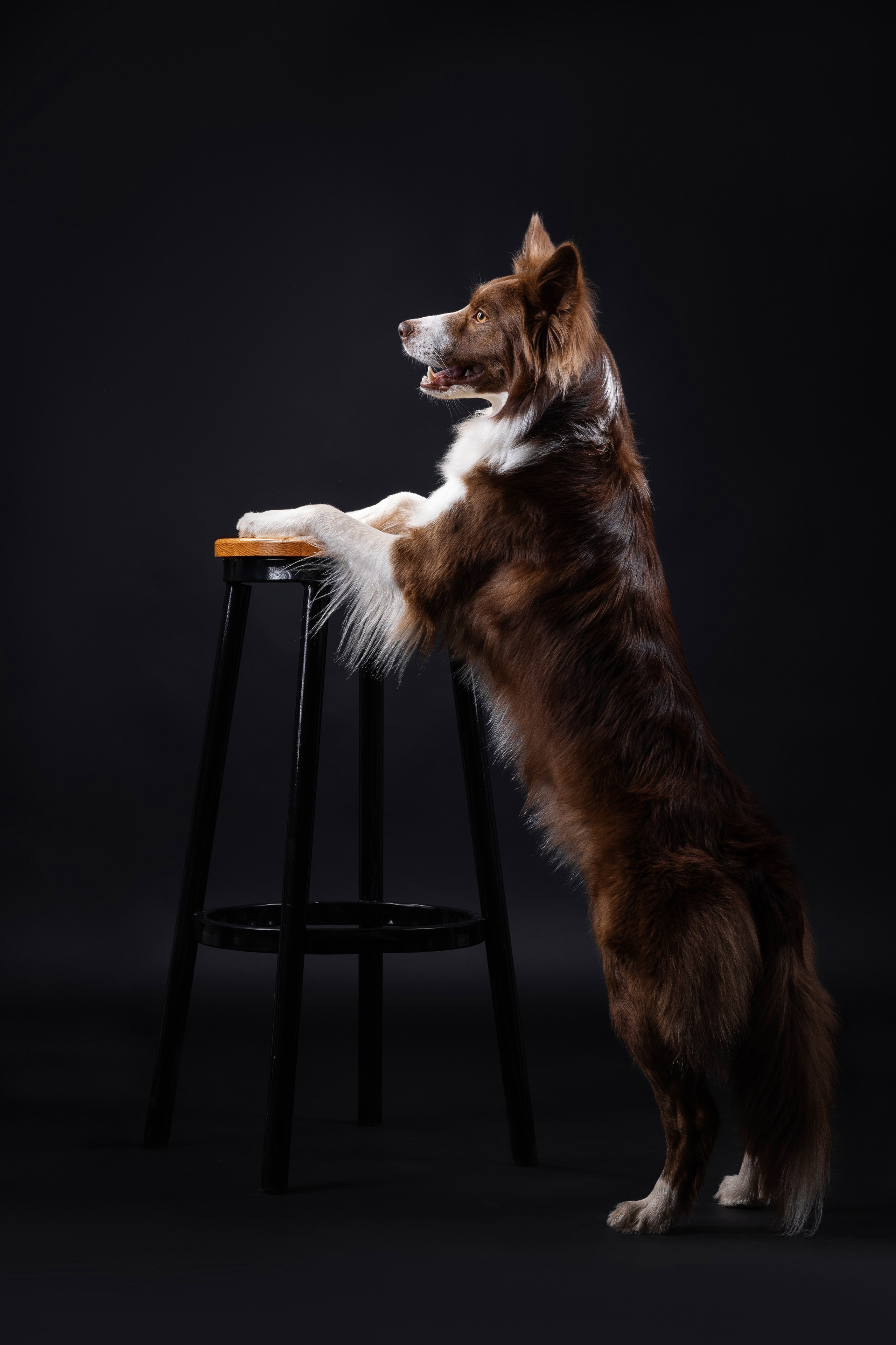 Беатрисс и бордер Вивьен в студии. Фотограф анималист в Москве Майорова Евгения