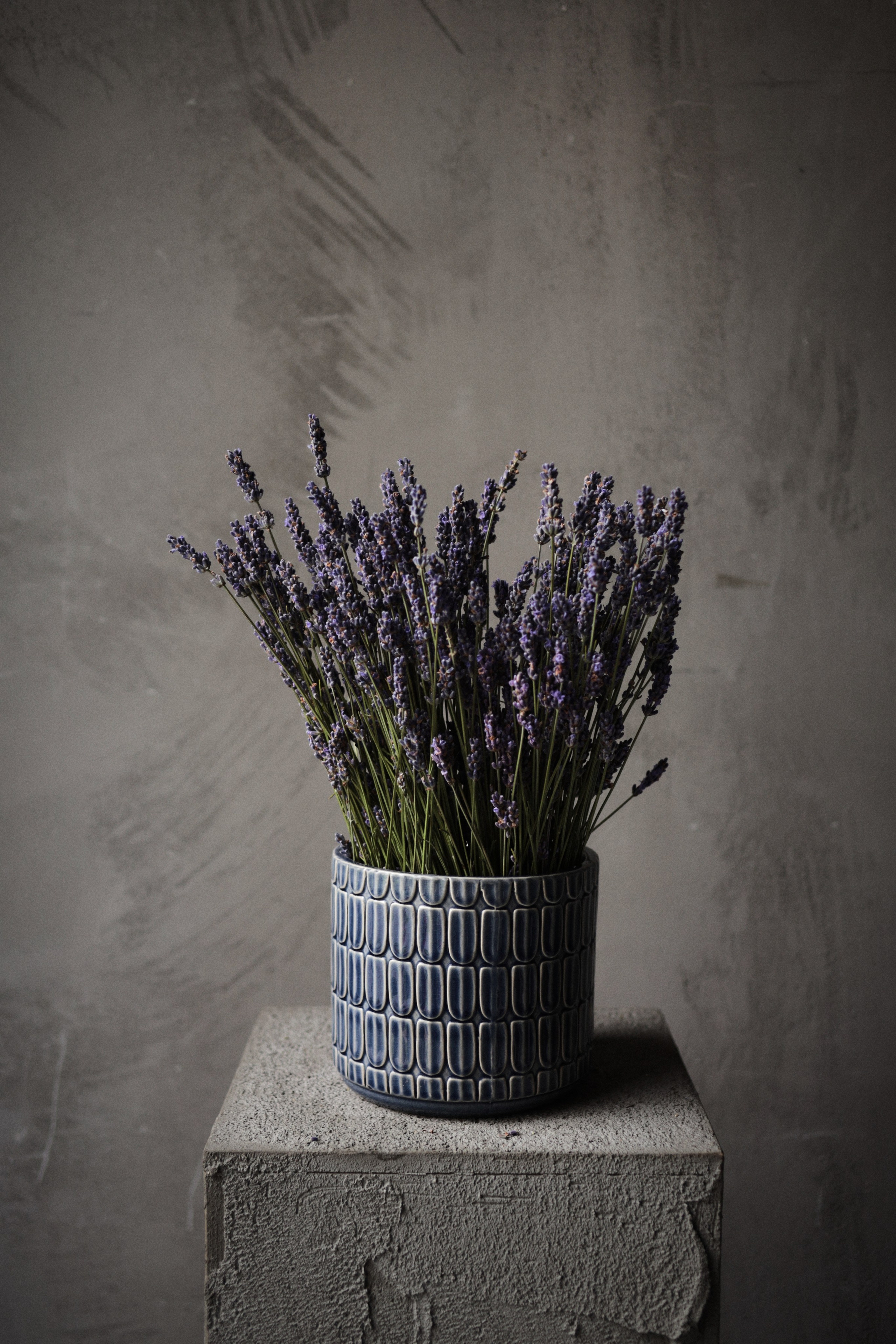 Flowers. Виктория Калугина — фотограф и видеомейкер в Москве