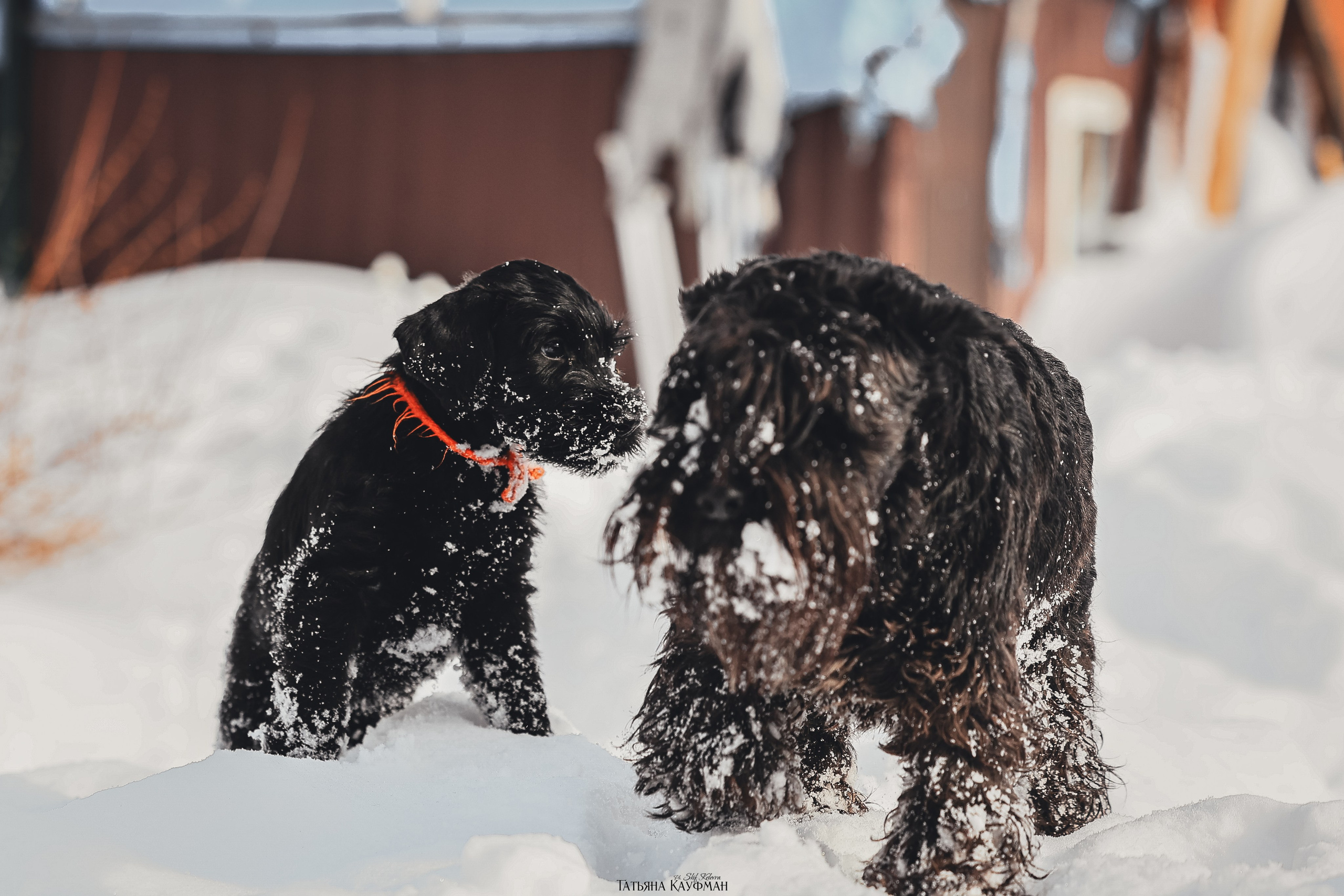 Ризеншнауцер, щенки ризеншнауцера, купить ризеншнауцера, купить щенка, ризеншнауцер Новосибирск, фотосъемка щенков, фотосессия собак, заказать фотосессию, фотографии щенков, сфотографировать щенка, фотограф Анималист, фотограф собак Новосибирск, фотограф анималист Новосибирск