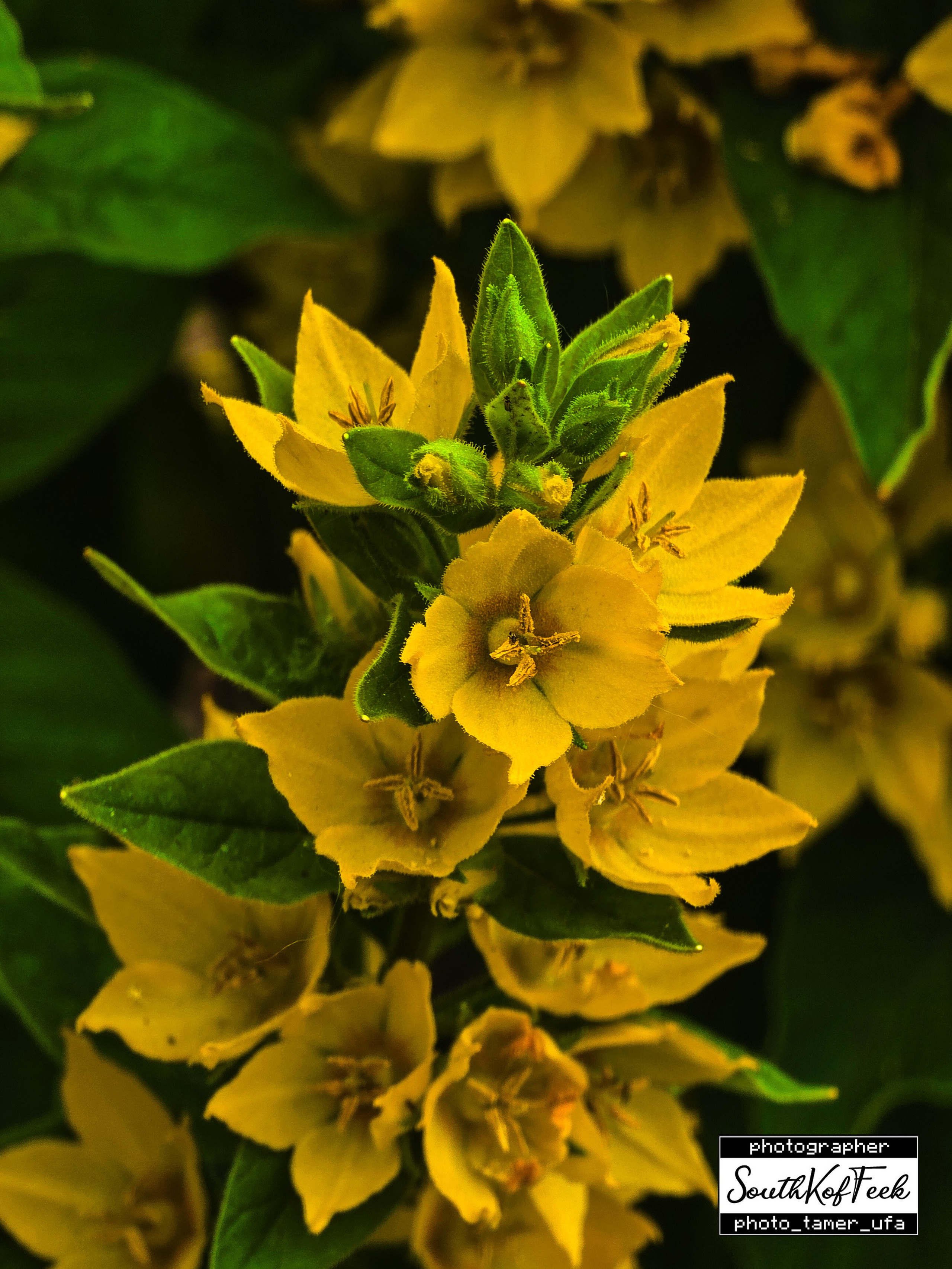 Цветы?. Photo Tamer Ufa