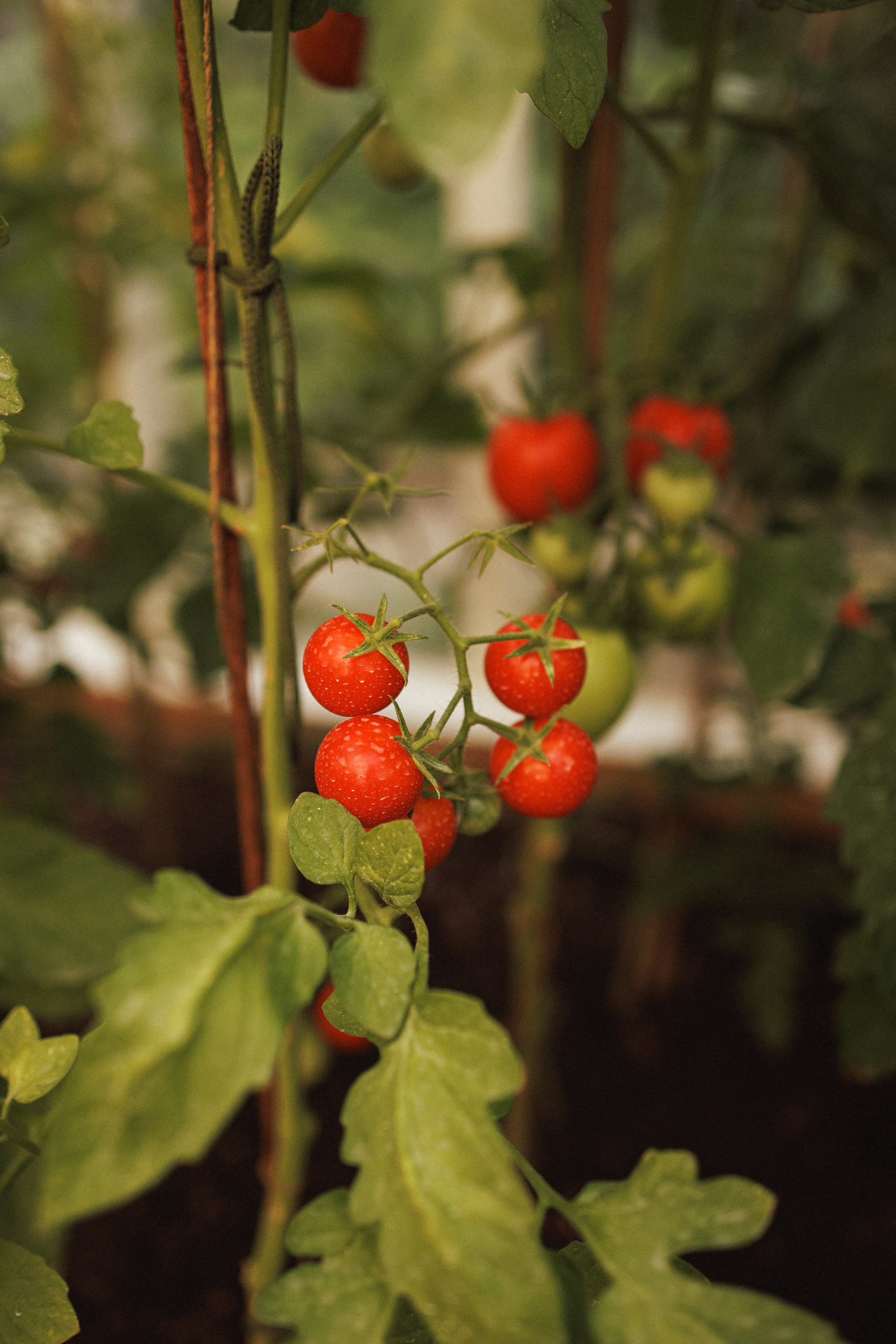 Семейная фотосессия в деревенском стиле, фотостудия «Теплица», город Краснодар. Семейный и детский фотограф в Краснодаре Анна Трашкова