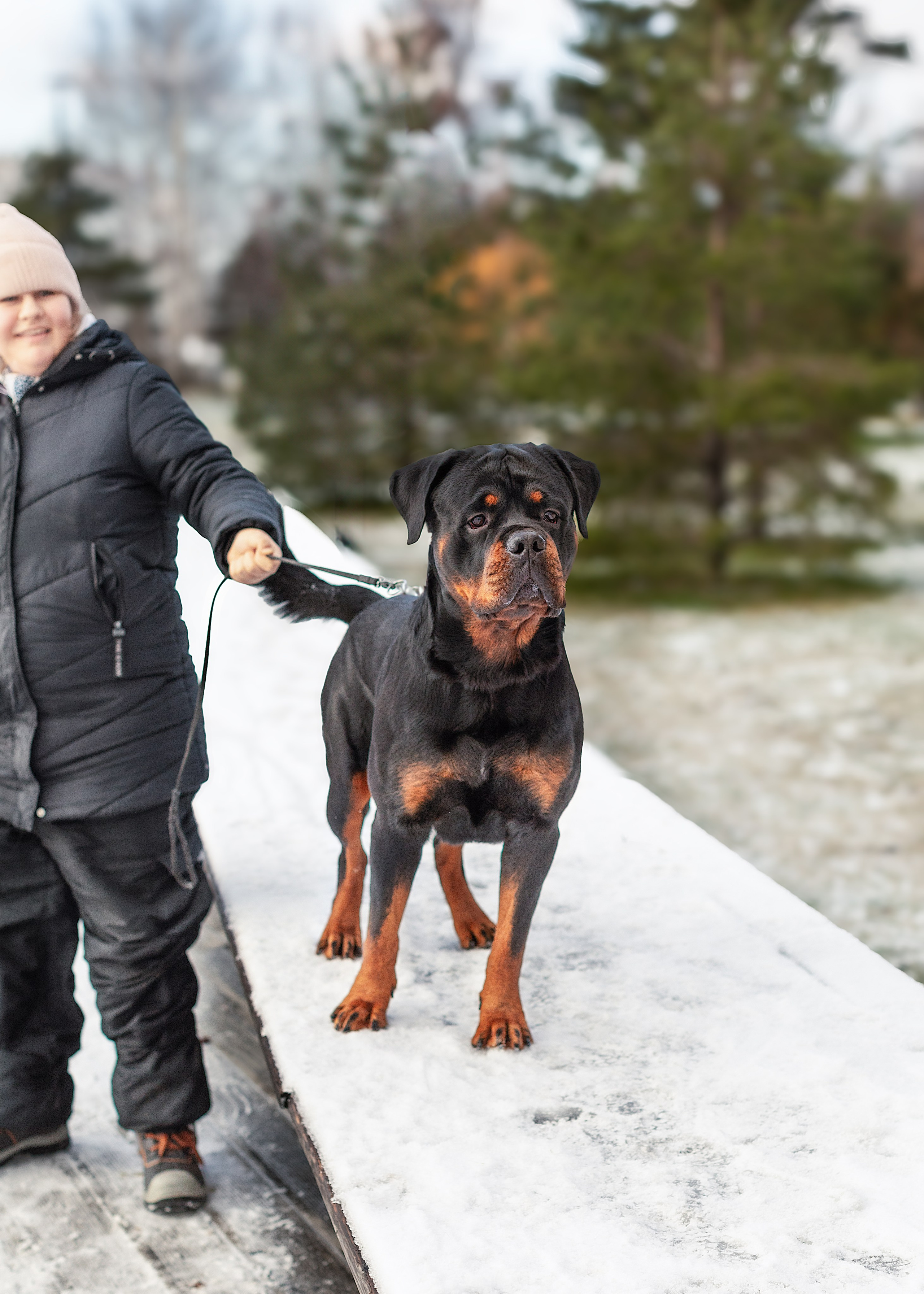 Ротвейлер Аватар. Портретная и семейная съемка. Фотограф анималист