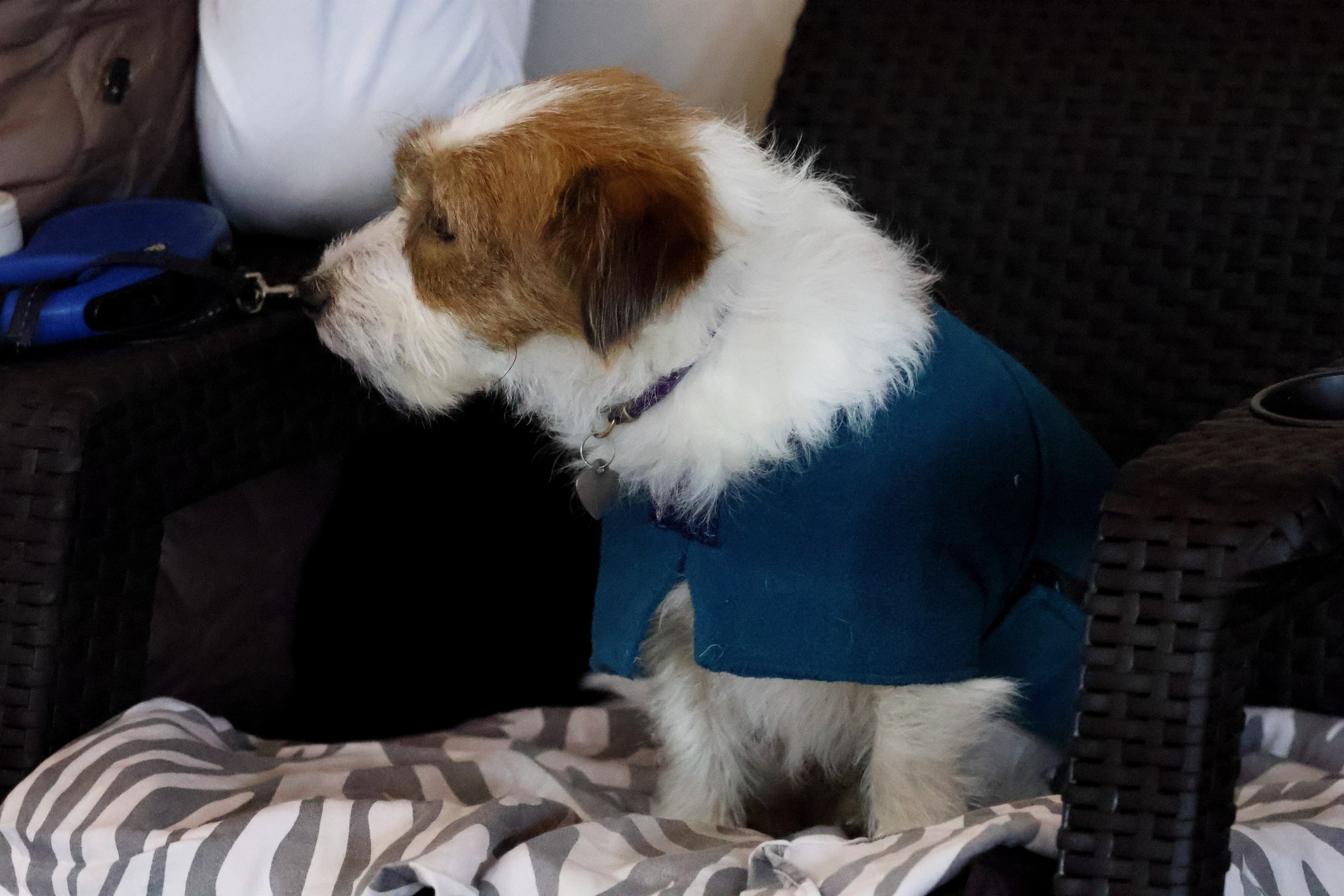 Соревнования по выездке КСК «Виват, Россия!». Спортивный и репортажный фотограф Ермакова Светлана