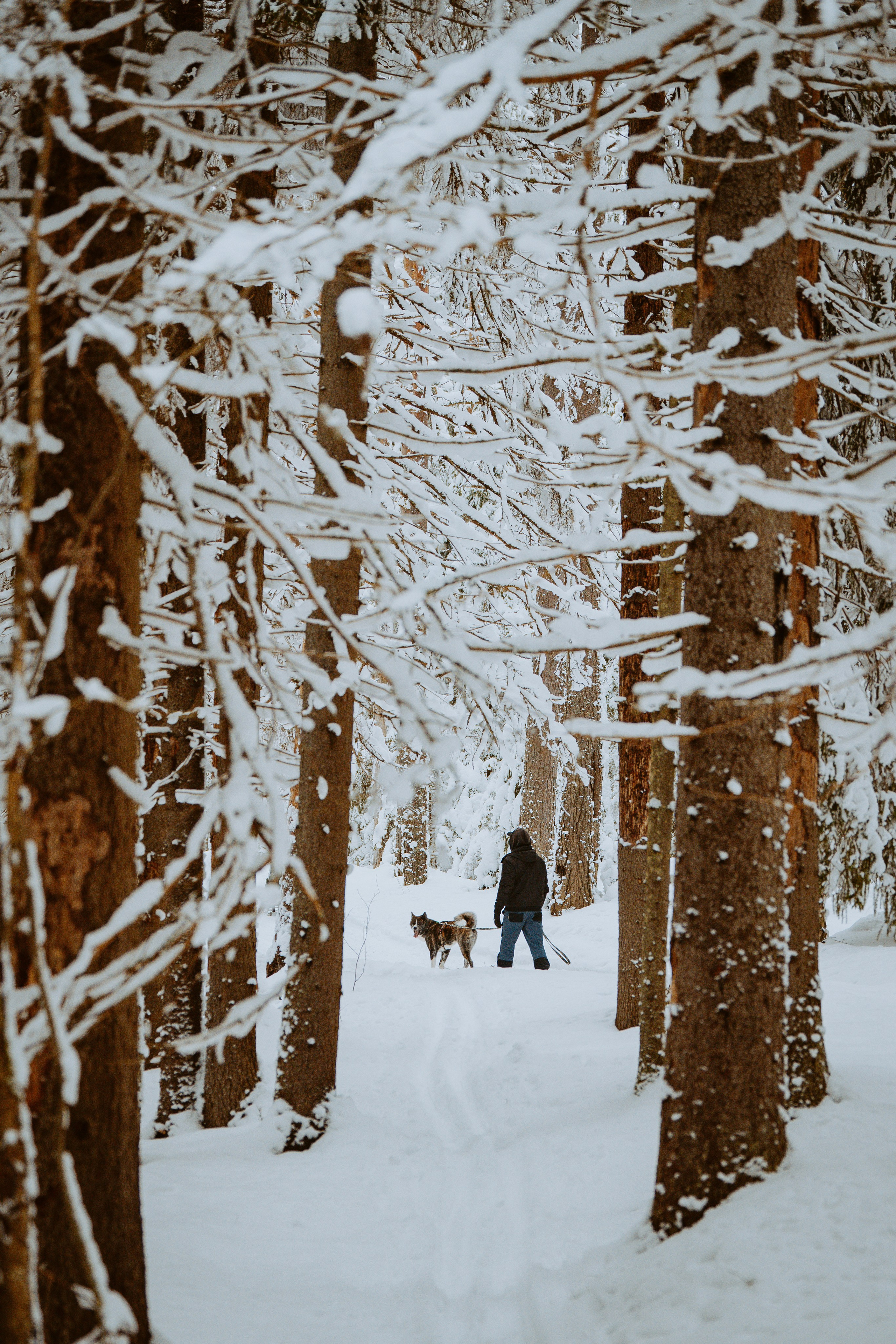 Дог трекинг. Фотограф анималист в Спб недорого Олеся Майорова