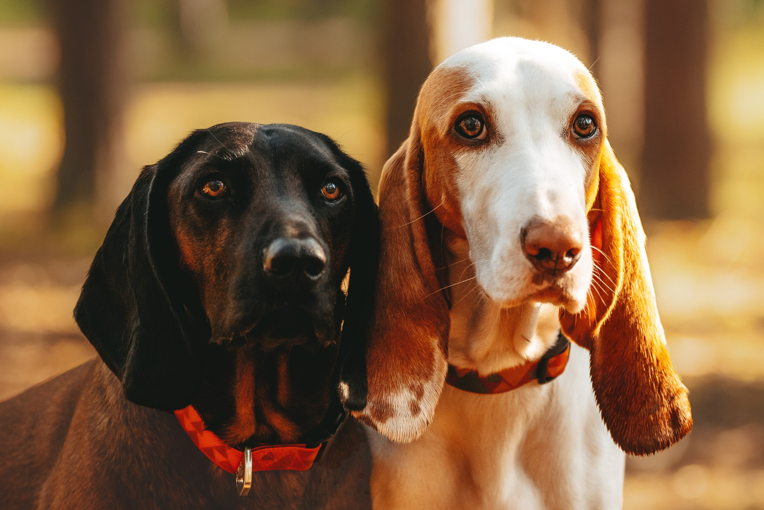 Ольга, Рора и Румпель. Фотограф анималист в Спб недорого Олеся Майорова