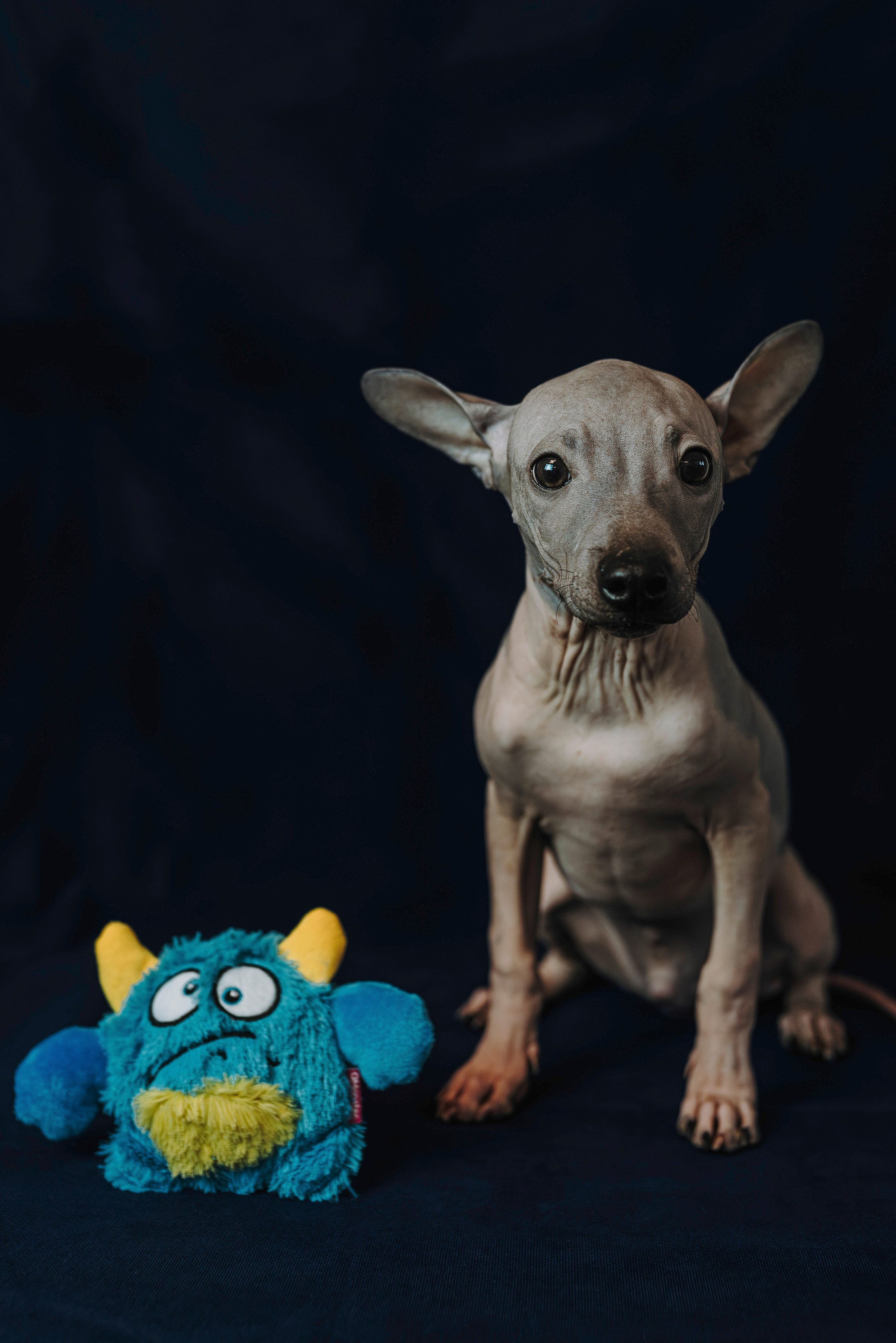 Малыши американского голого терьера. Фотограф анималист в Спб недорого Олеся Майорова