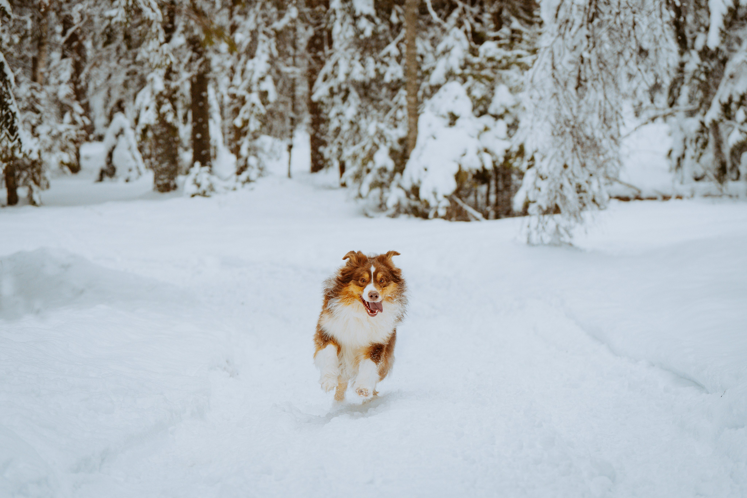 Дог трекинг. Фотограф анималист в Спб недорого Олеся Майорова