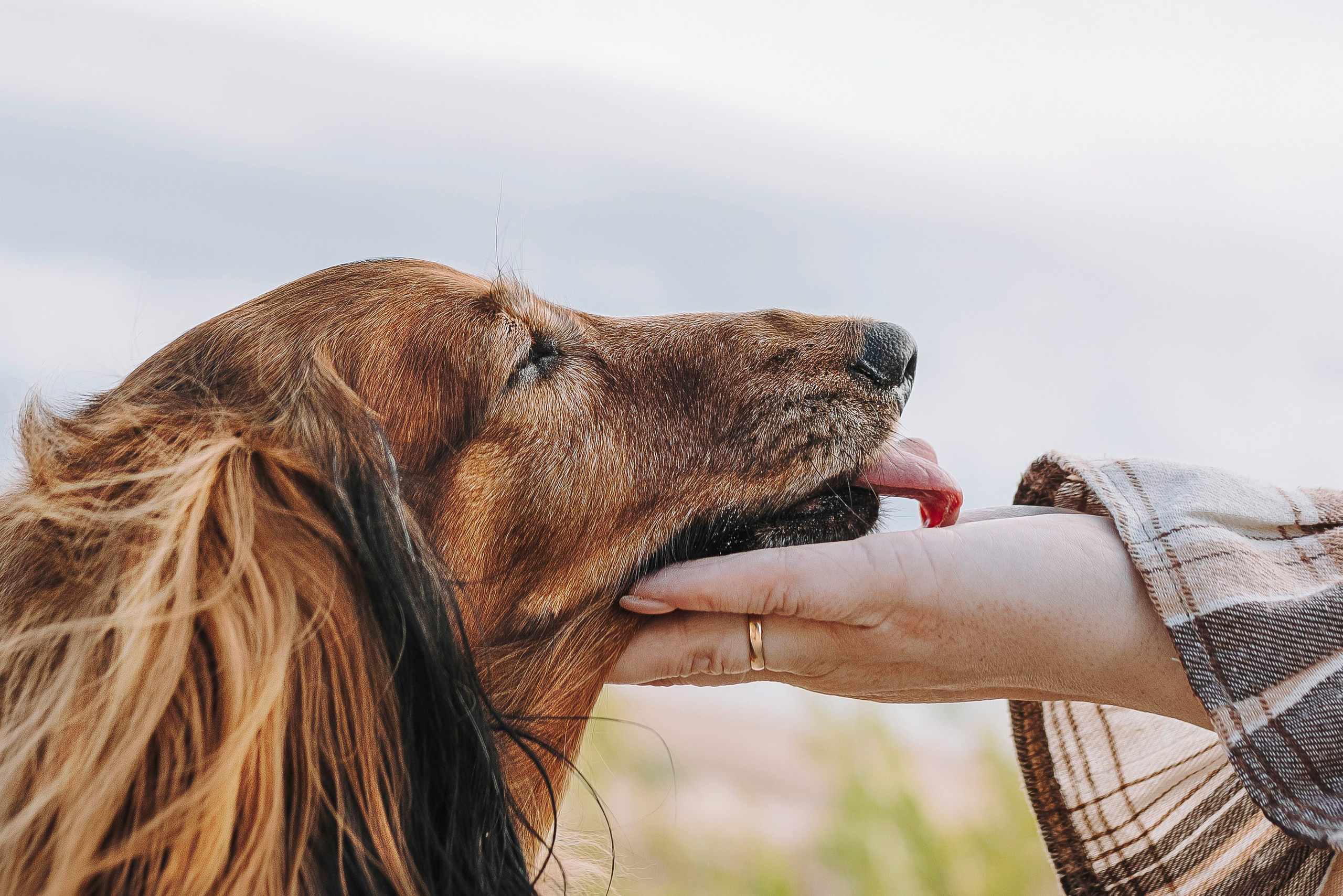 Фотосессия с длиношерстной таксой на пляжн. Фотограф анималист в Спб недорого Олеся Майорова