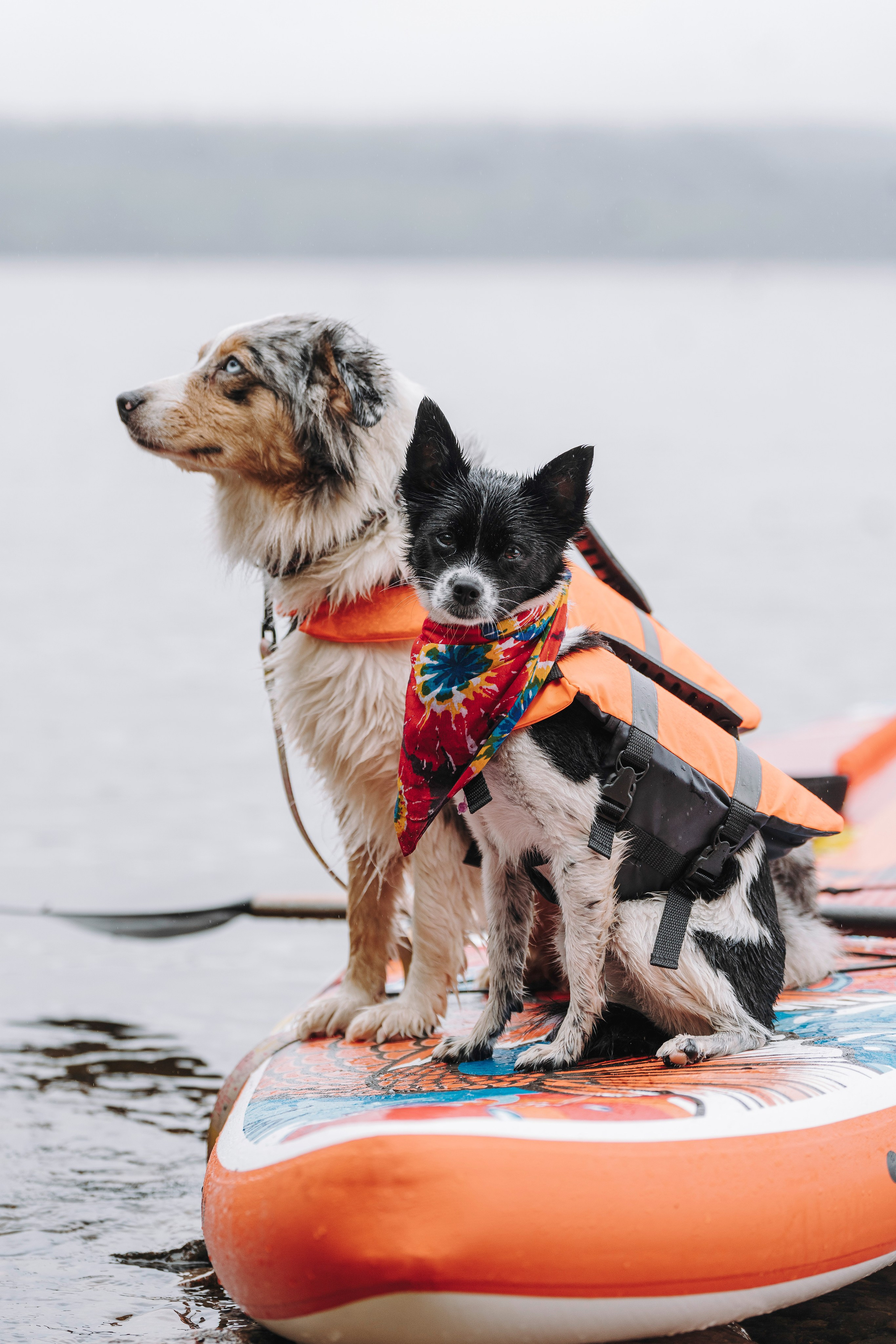 Катание на сапах с собаками. Фотограф анималист в Спб недорого Олеся Майорова