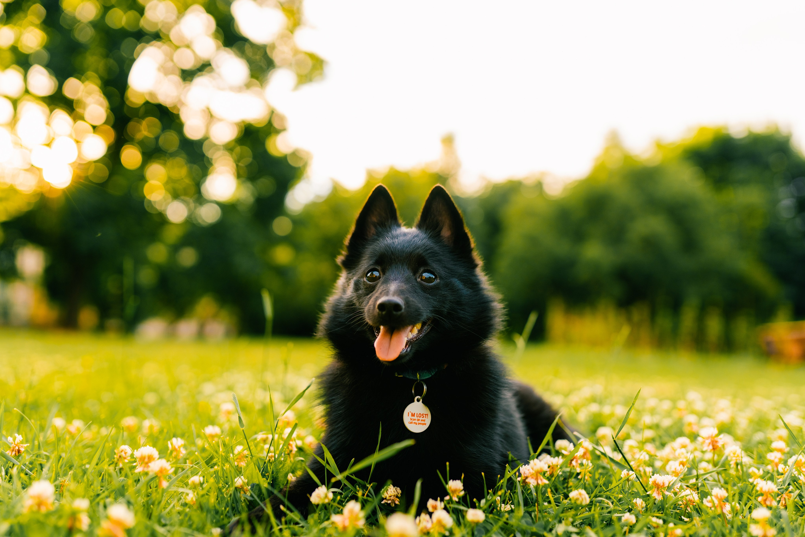 Аня и Тесс. Фотограф анималист в Спб недорого Олеся Майорова