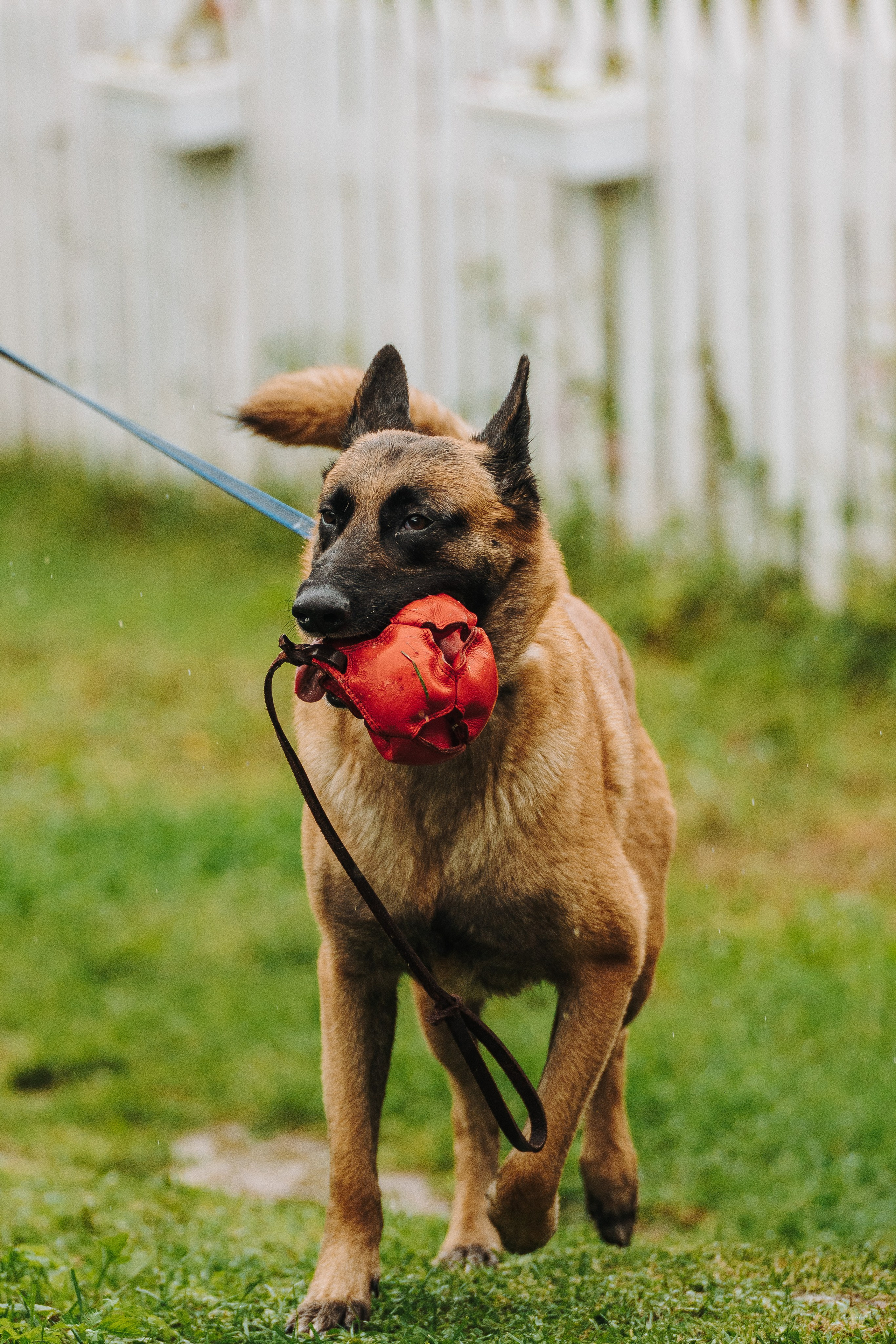 Соревнования по ноузворку в Новожилово. Фотограф анималист в Спб недорого Олеся Майорова