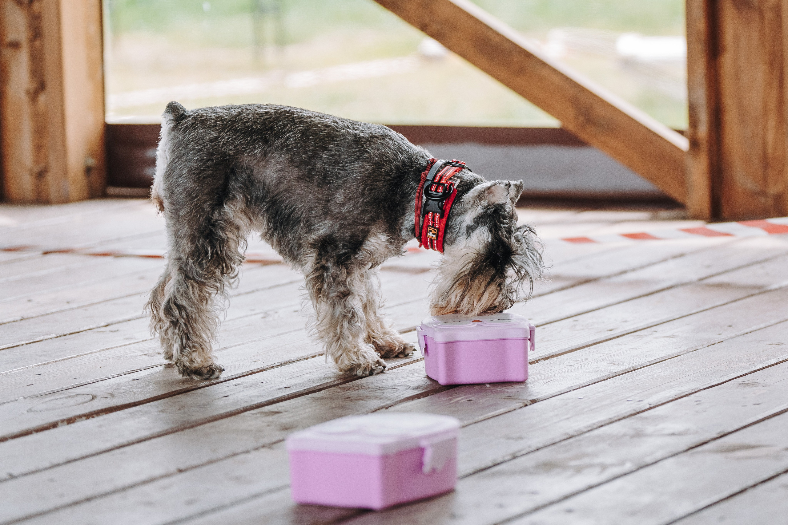 Соревнования по ноузворку в Лосево. Фотограф анималист в Спб недорого Олеся Майорова