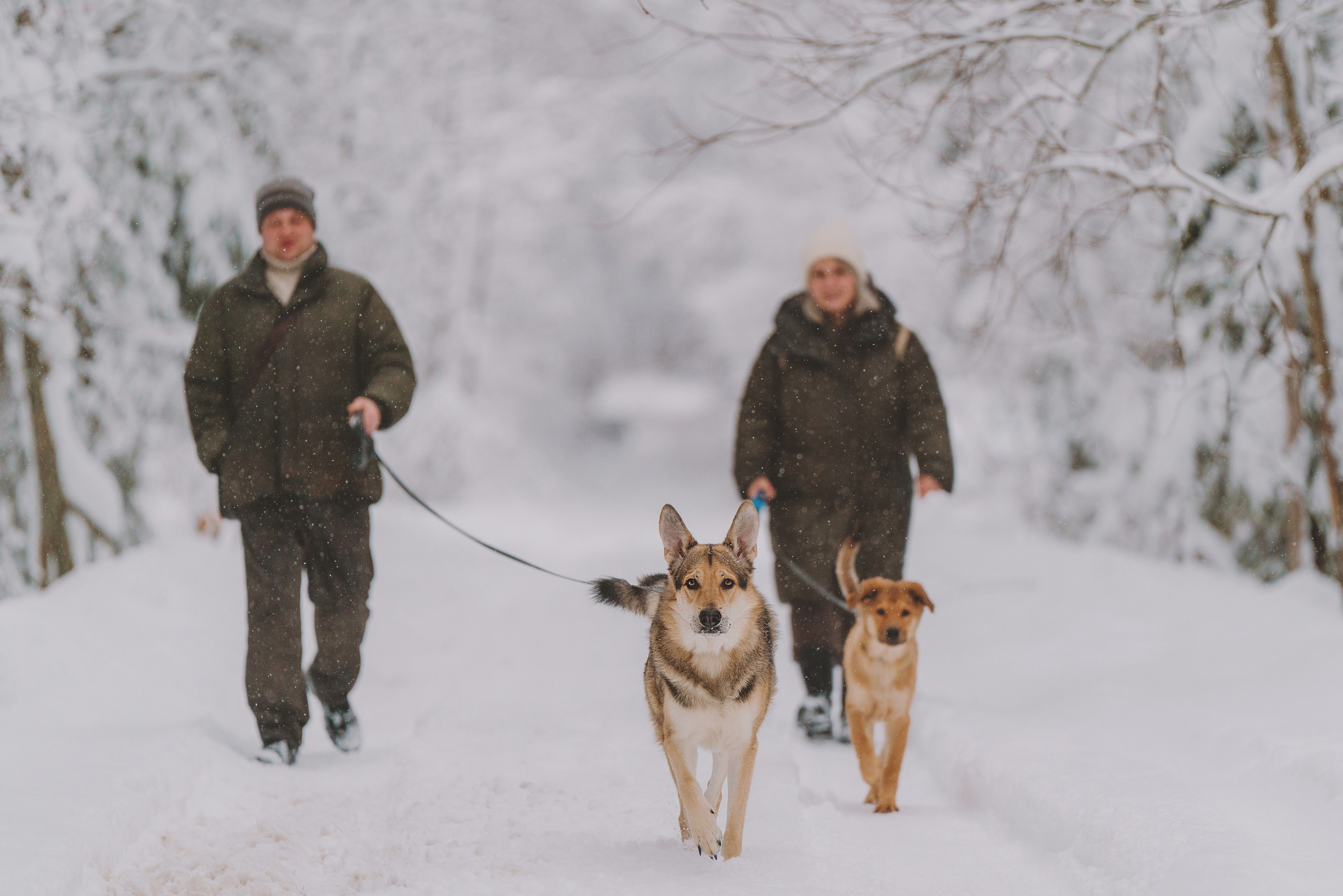 Фотосессия с питомцами на природе. Фотограф анималист в Спб недорого Олеся Майорова