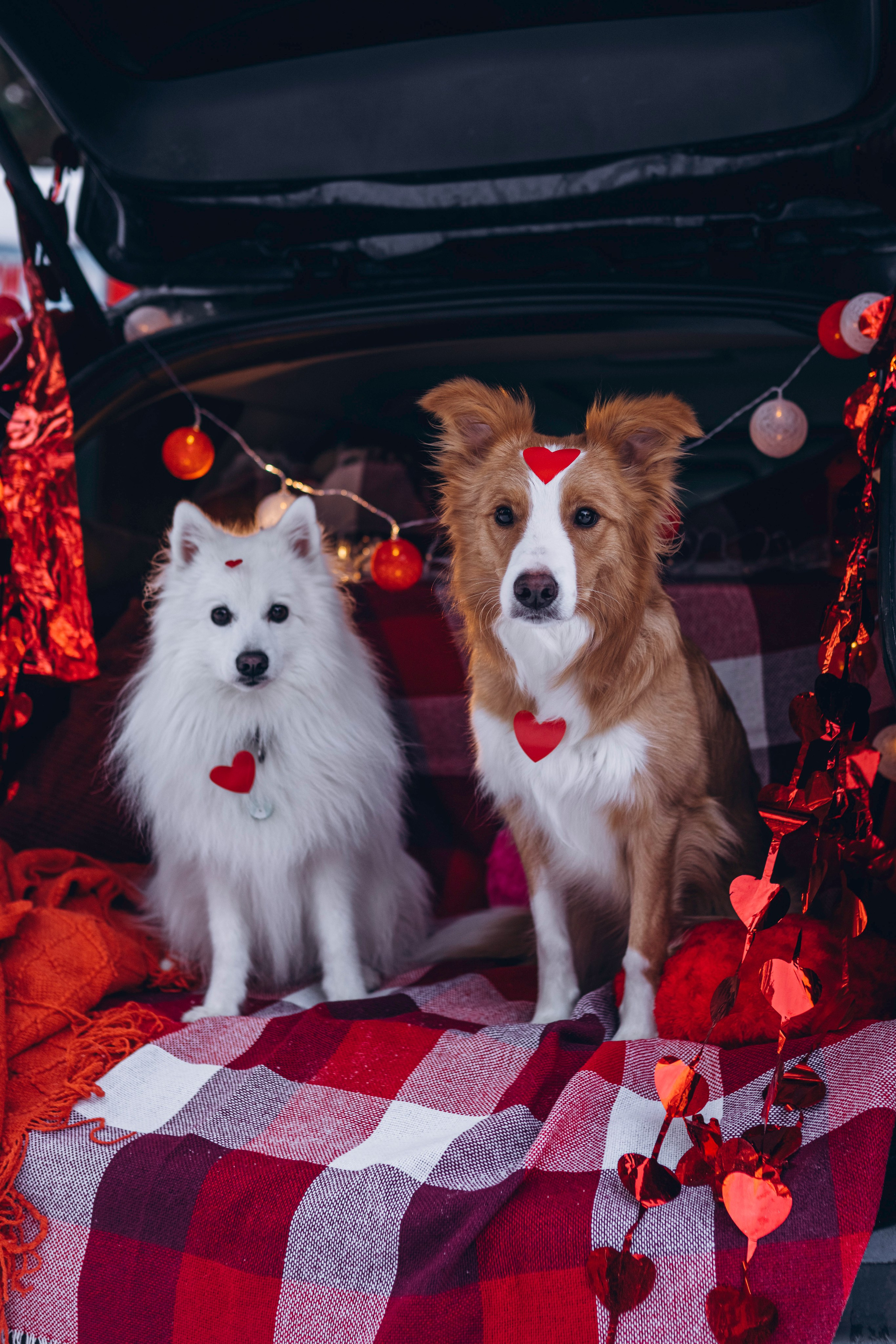 Фотодень Святого Валентина. Фотограф анималист в Спб недорого Олеся Майорова