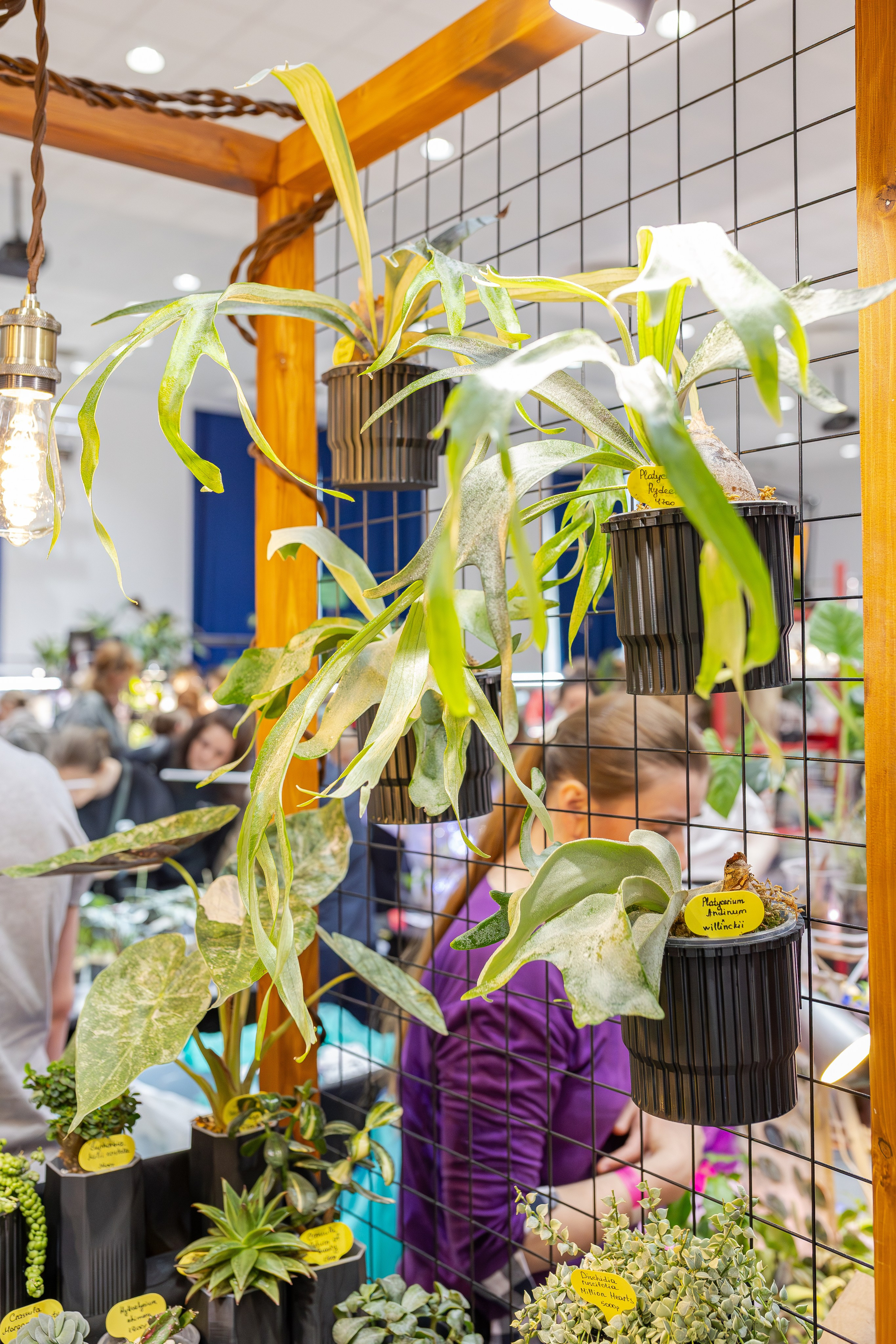 Монстериум апрель 2026. Александра Куликова фотограф, Москва