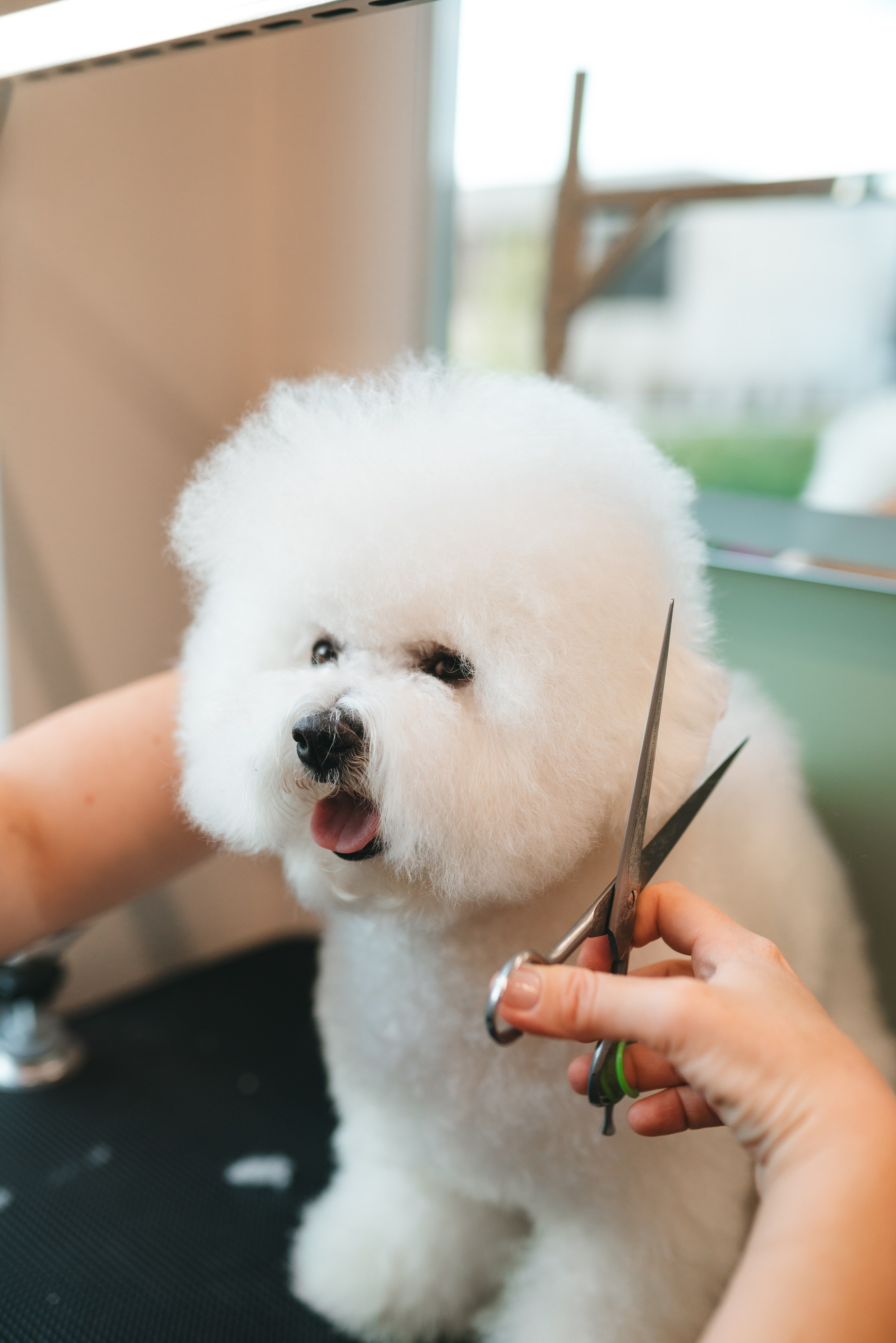 Груминг — салон. Фотограф анималист Осипчикова Мария