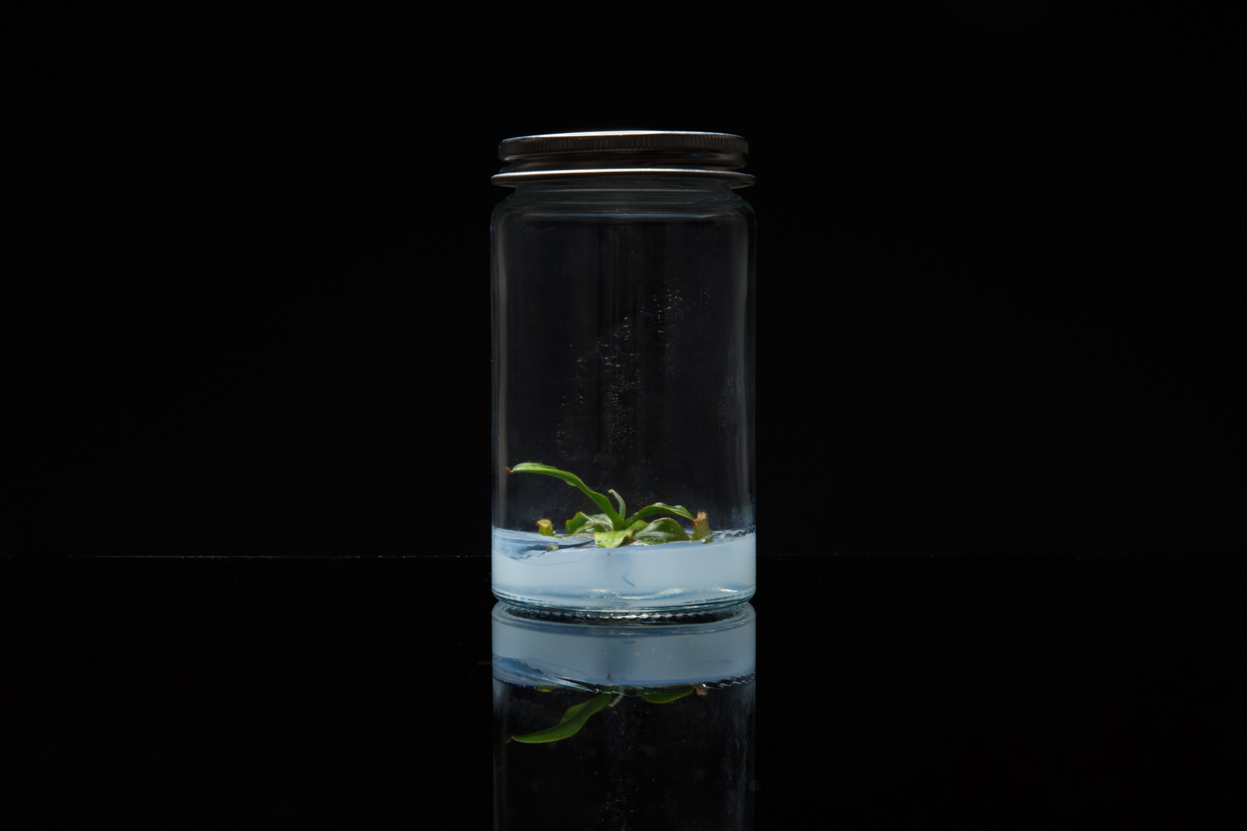 Alzymologist Oy. Elena Yavorskaya Photography