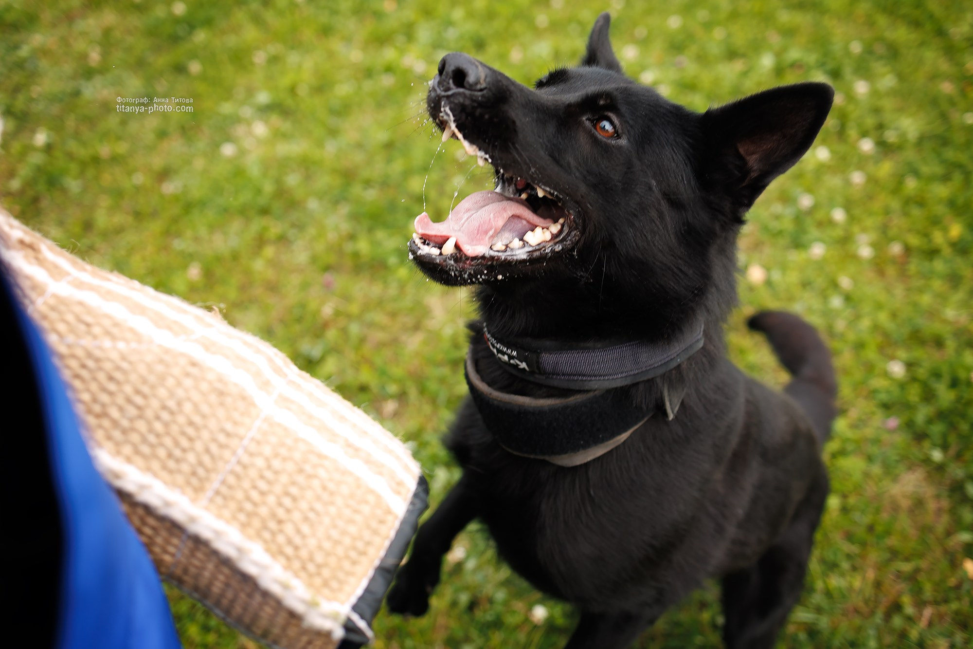 Тренировка по защите в питомнике немецких овчарок «Легенда Волги». Фотограф собак, фотограф-анималист Аня Титова (Titanya). Москва