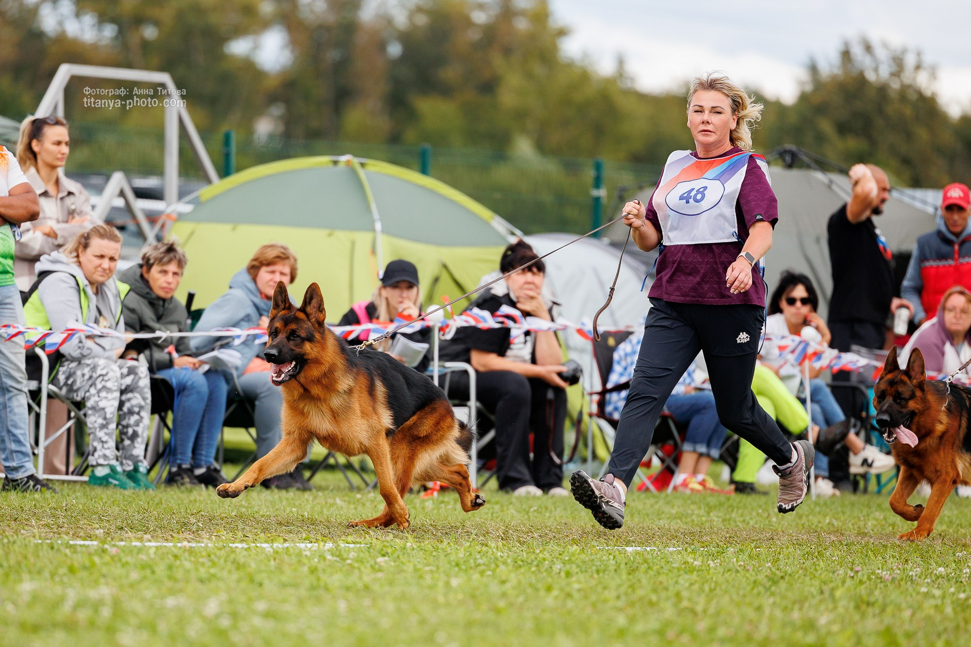 Немецкие овчарки: фото из рингов и вне ринга, мутпроба (фотографии с выставок). Фотограф собак, фотограф-анималист Аня Титова (Titanya). Москва