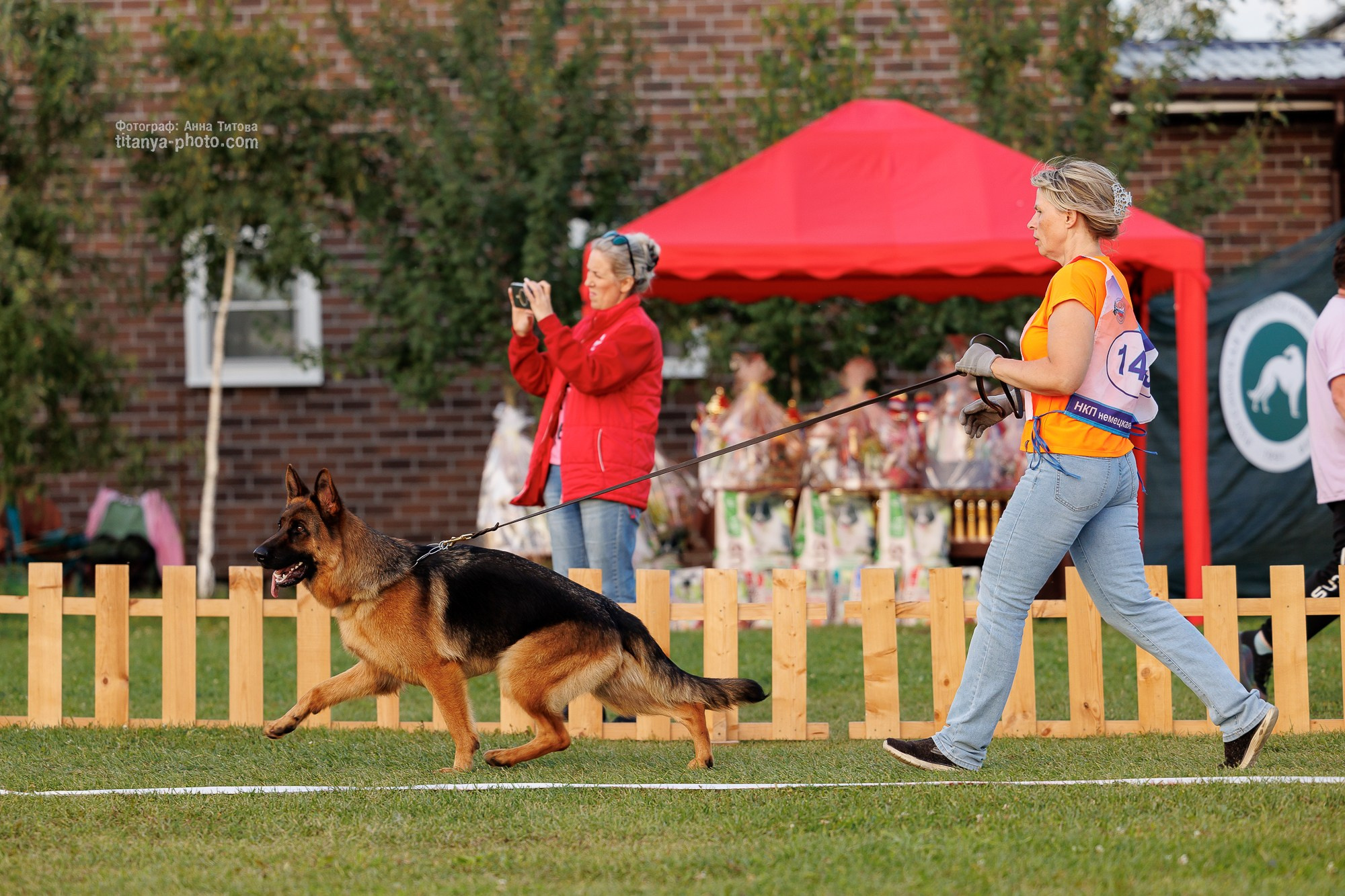 Немецкие овчарки: фото из рингов и вне ринга, мутпроба (фотографии с выставок). Фотограф собак, фотограф-анималист Аня Титова (Titanya). Москва
