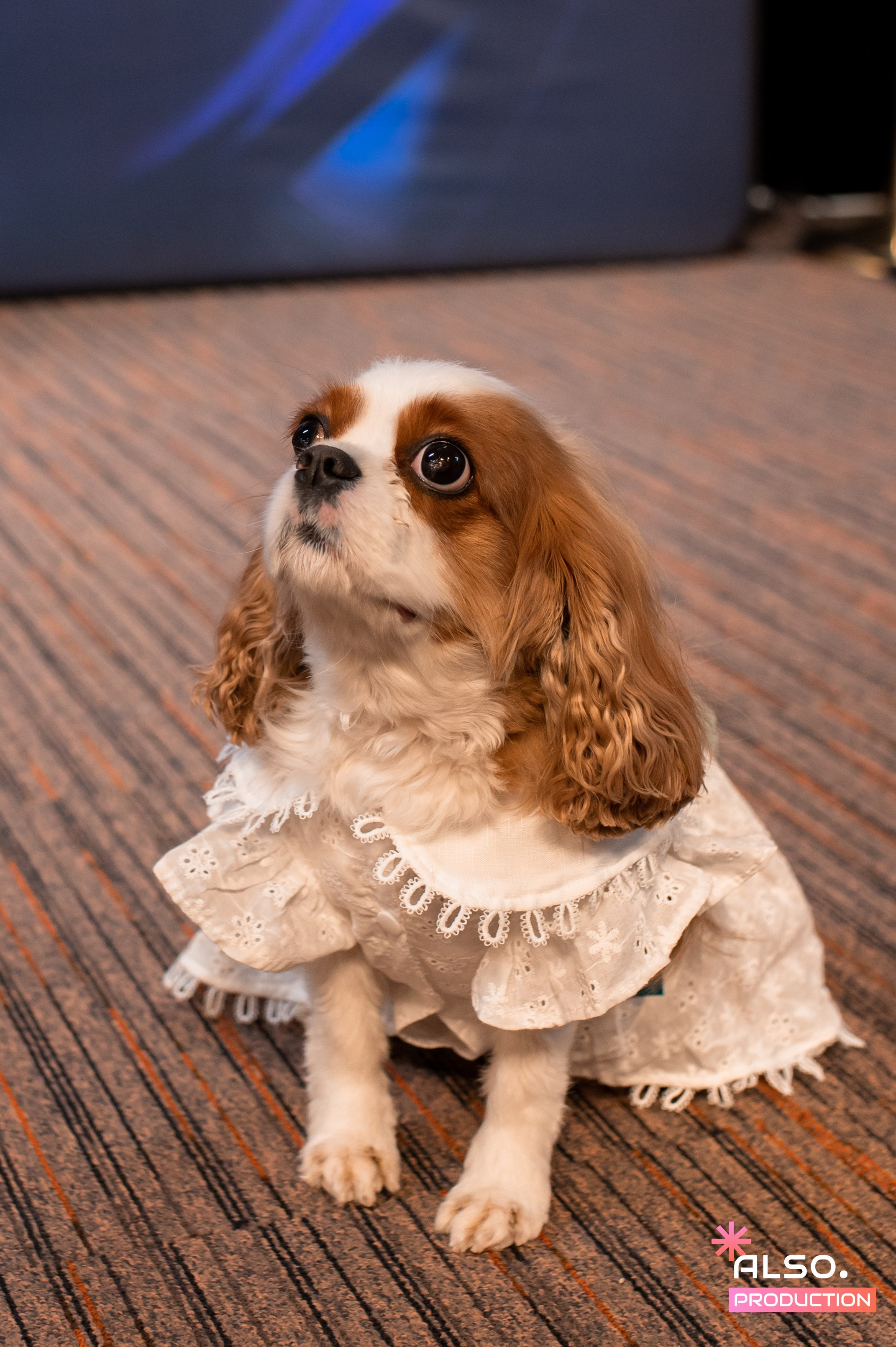 Конференция MPSellers. Алена Братчук репортажный фотограф