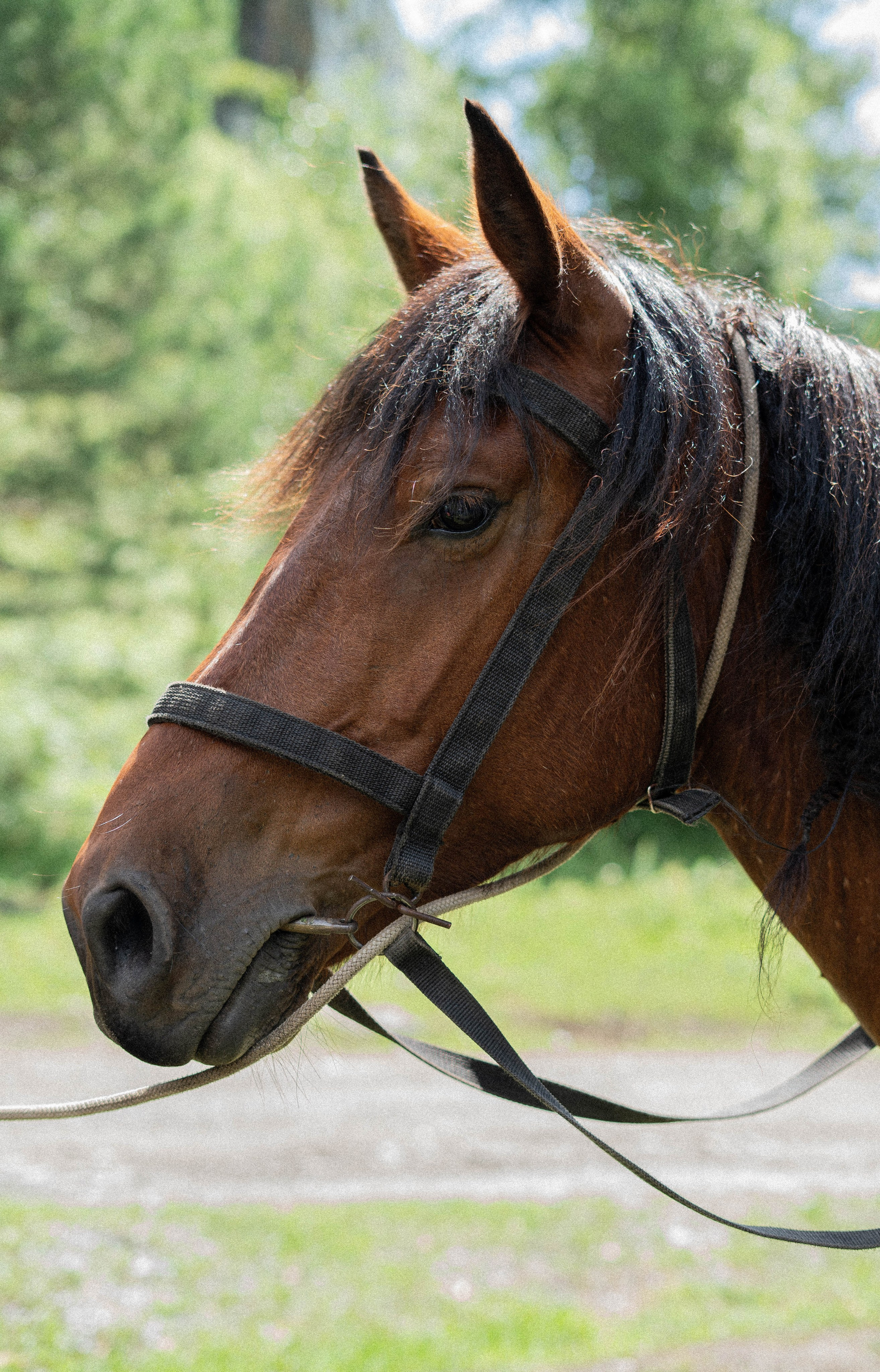 Фотосессия на природе Новосибирск Краснообск