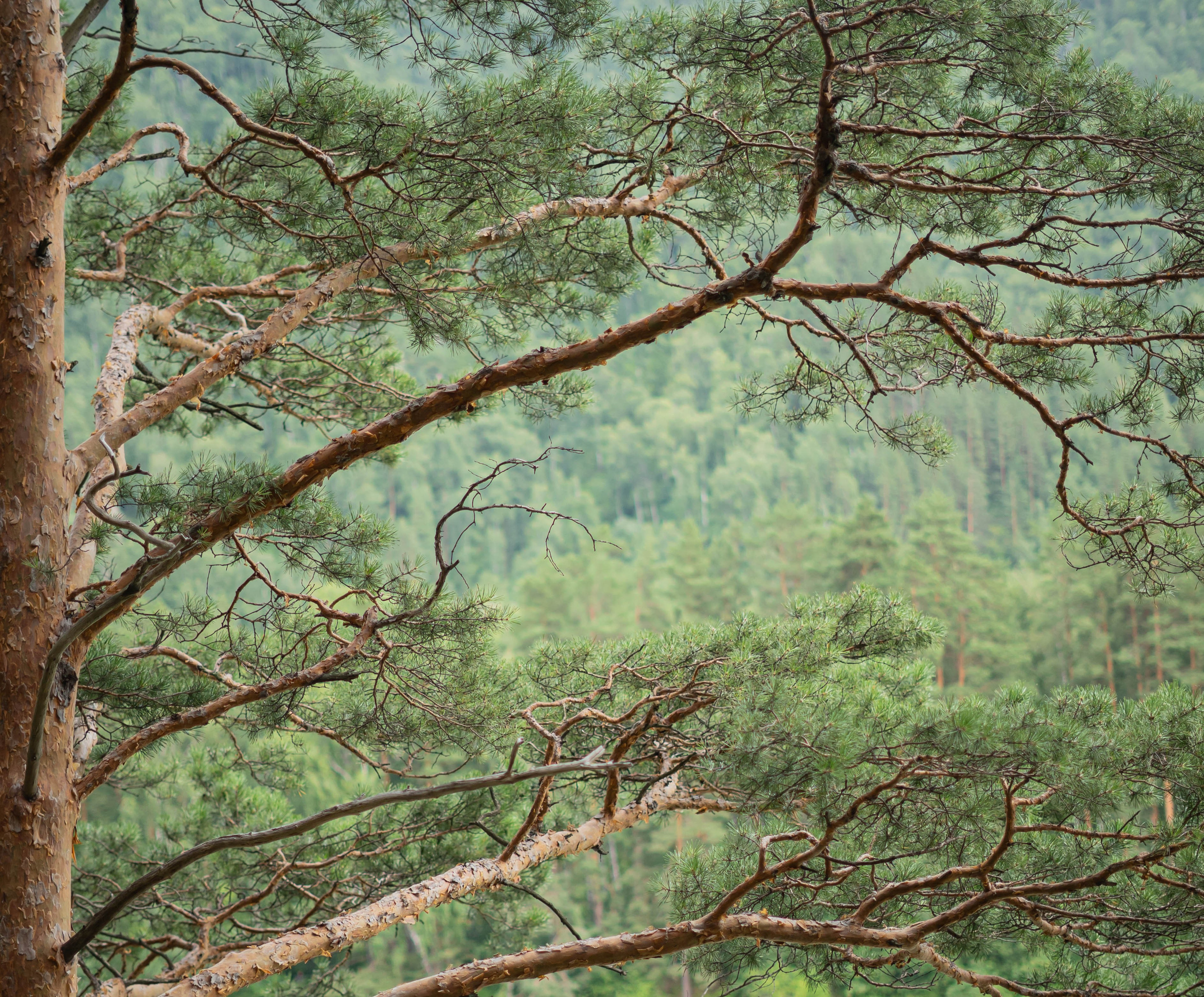Фотосессия на природе Новосибирск Краснообск
