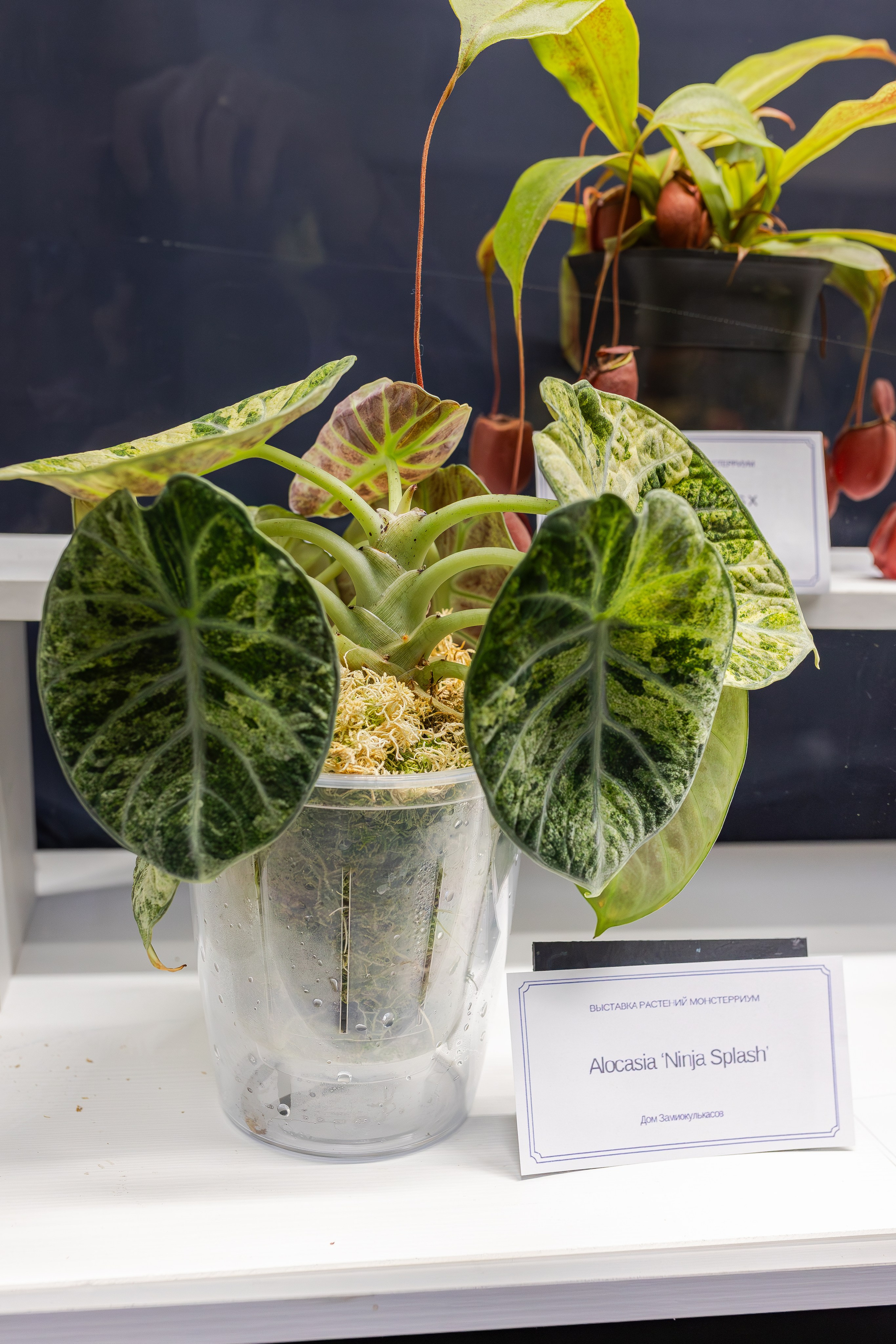 Монстериум апрель 2026. Александра Куликова фотограф, Москва