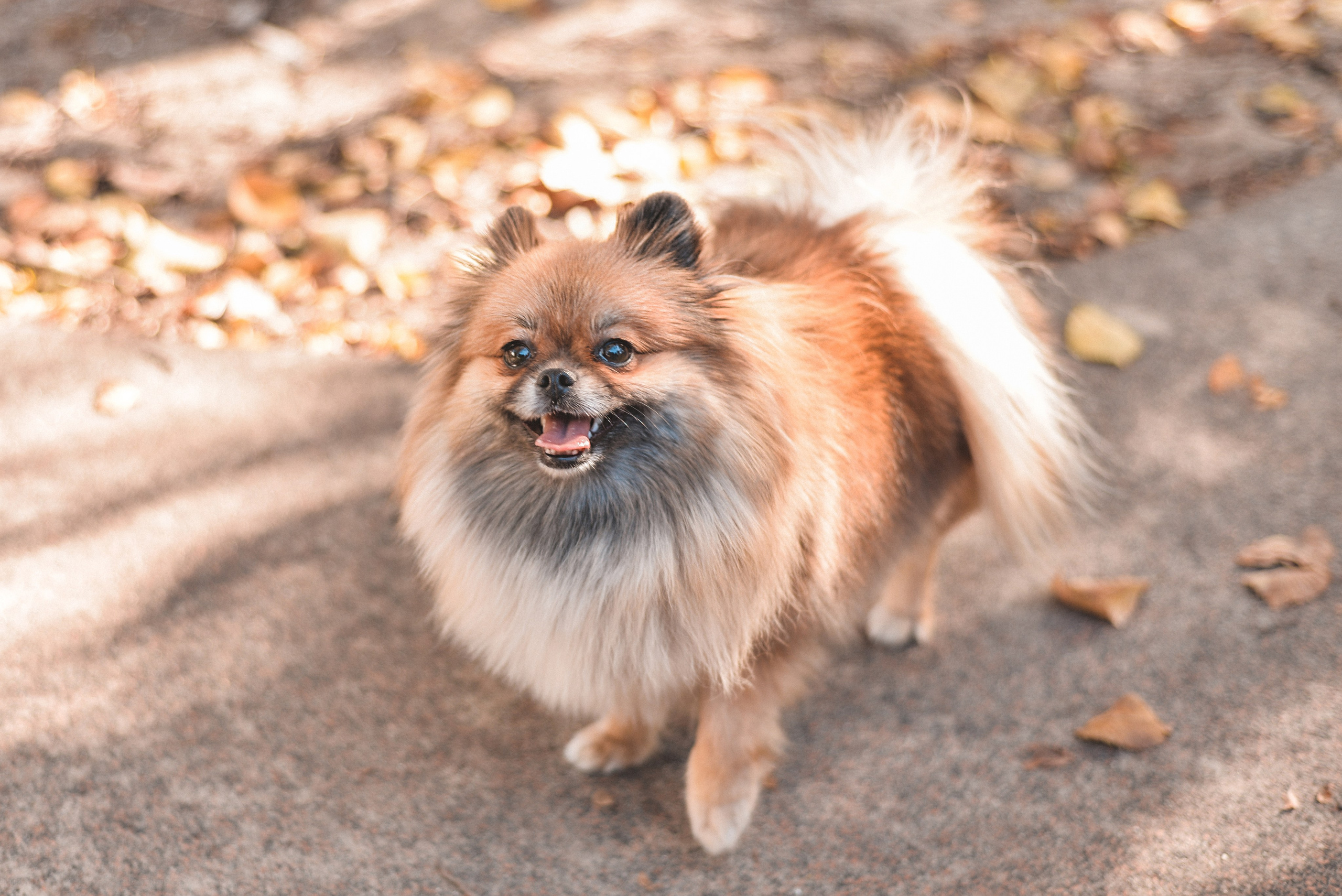 Алина с Кнопкой прогулка. Семейный и свадебный фотограф Галина Абакумова, фотосессии в Белгороде