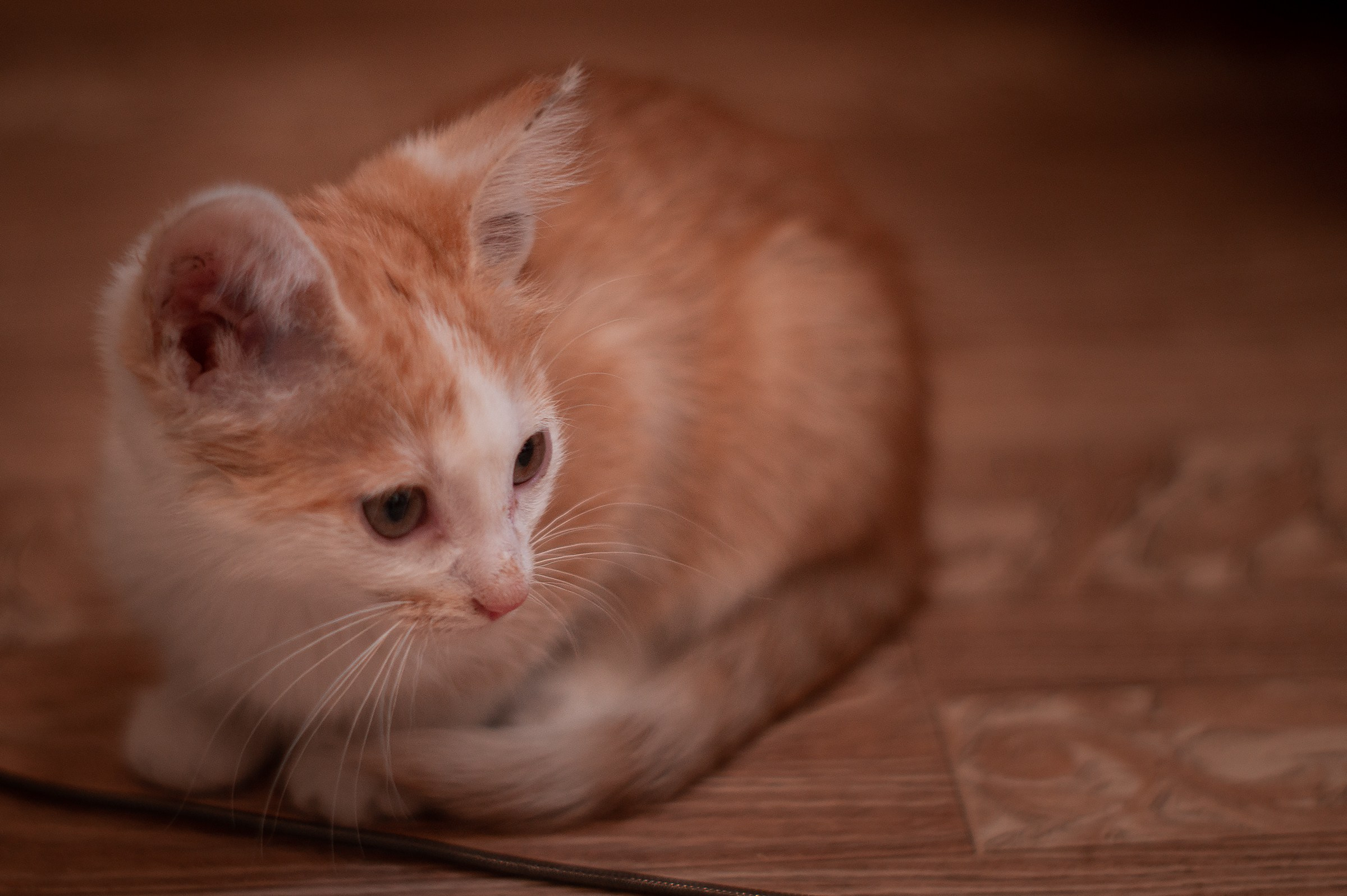 Съемки животных. Фотограф в Санкт-Петербурге и ЛО Егор Ставер