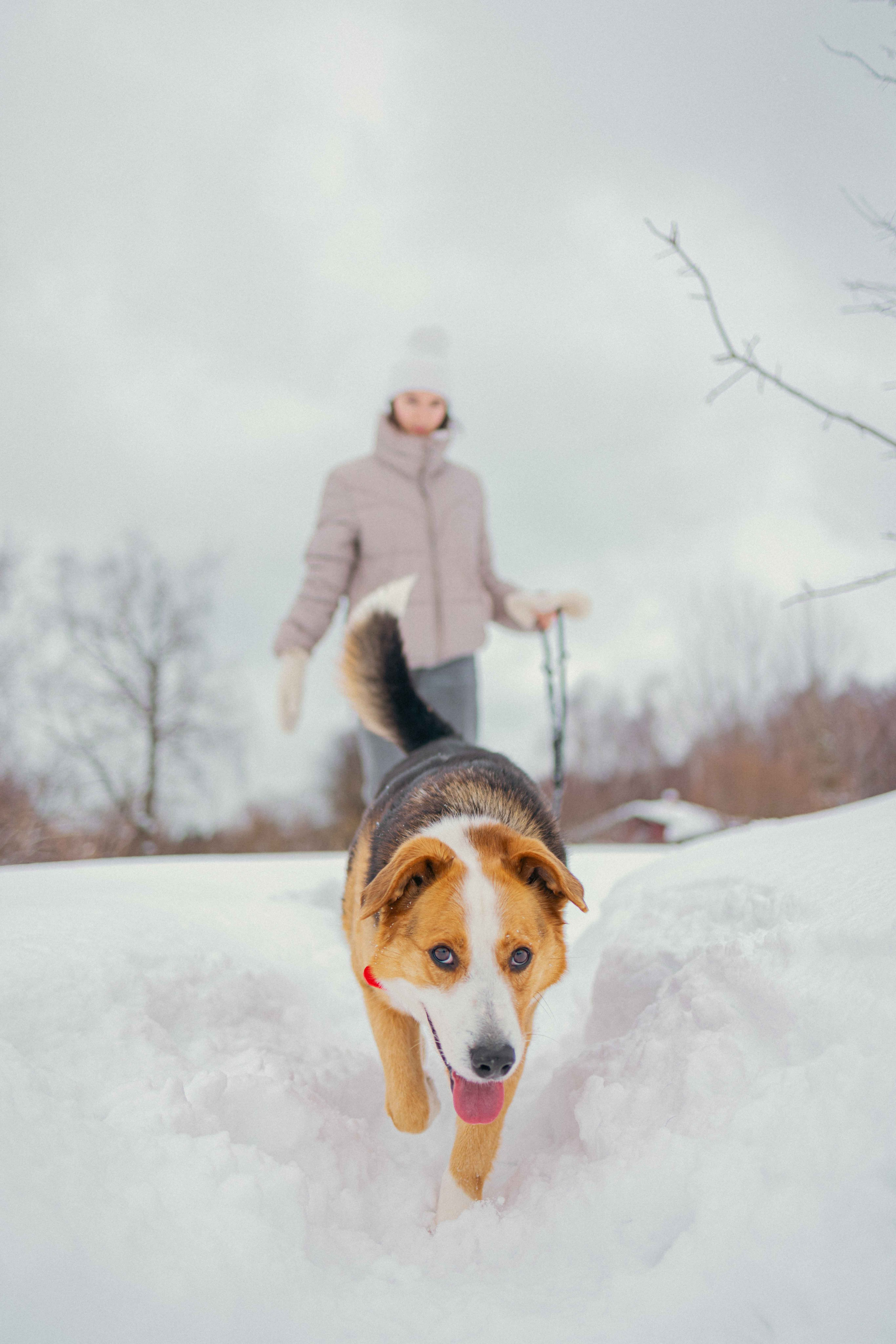 Петя. Фотограф-анималист в Москве Лера Черноног