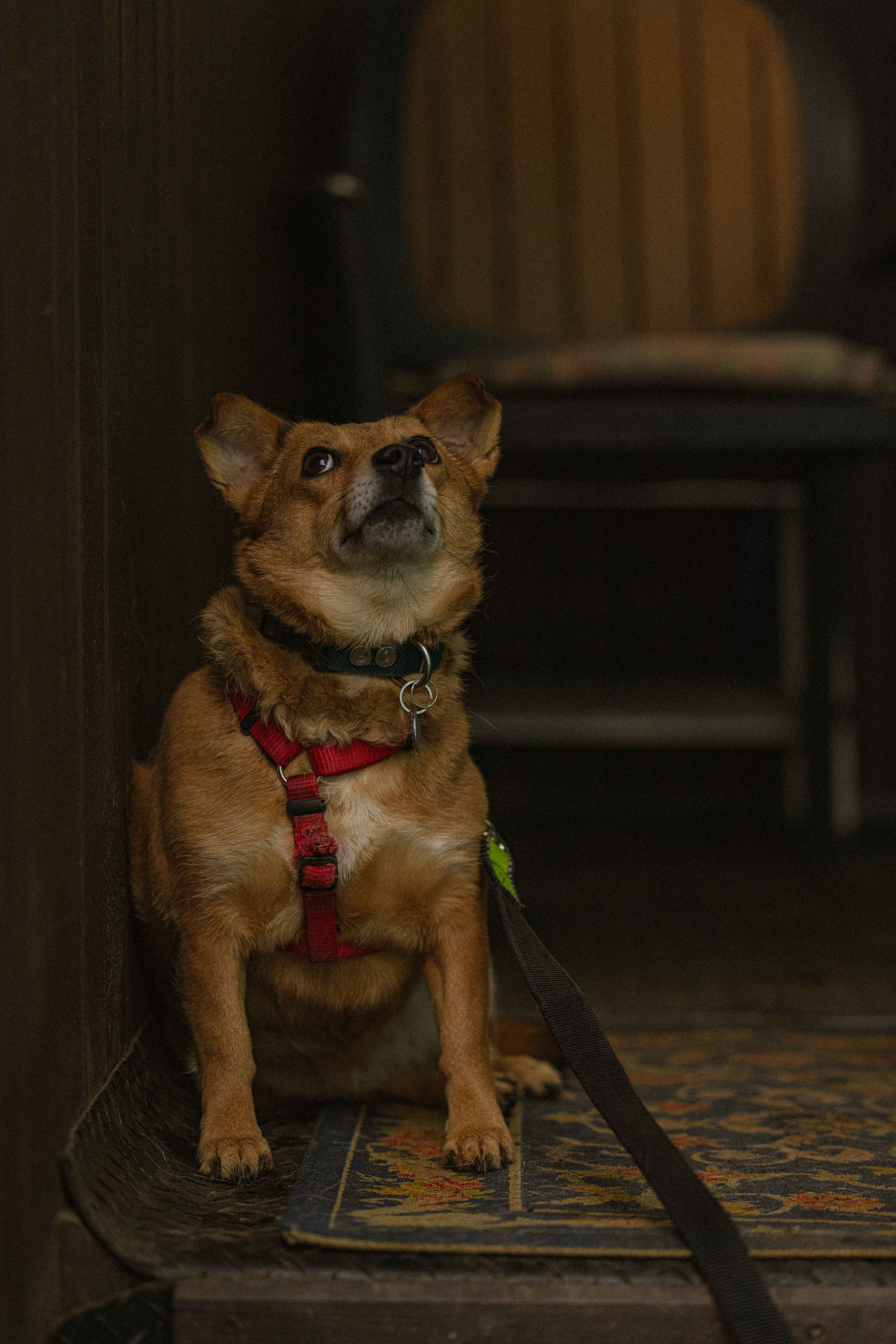 Передержка. Фотограф-анималист в Москве Лера Черноног