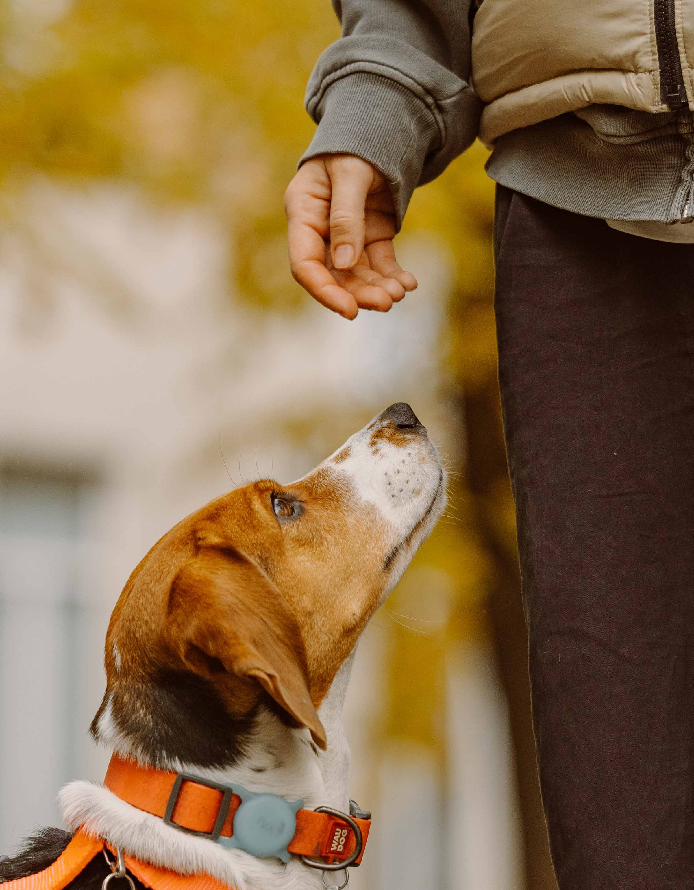 Света и Ива. Фотограф-анималист в Москве Лера Черноног