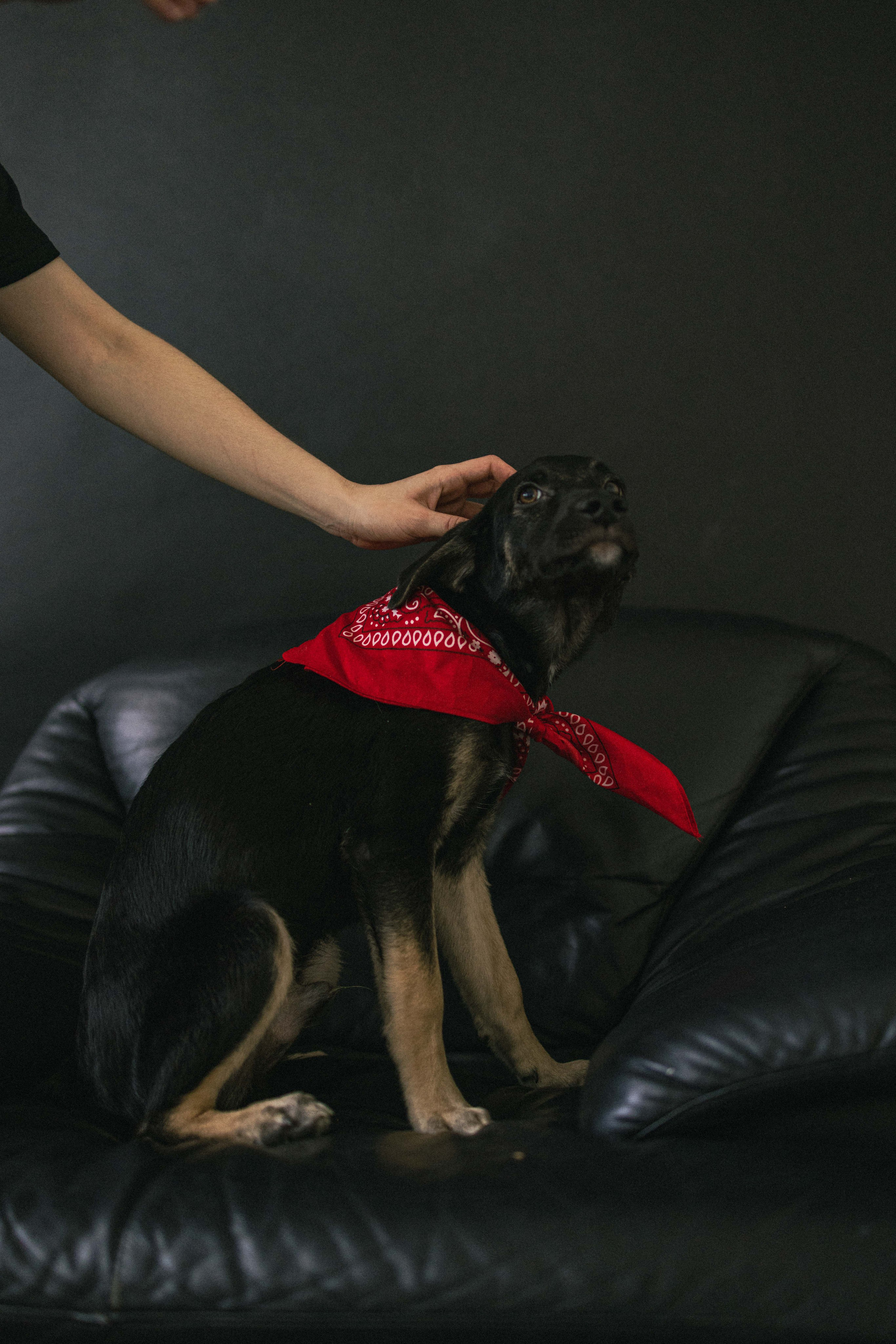 Крис и Тэдди. Фотограф-анималист в Москве Лера Черноног