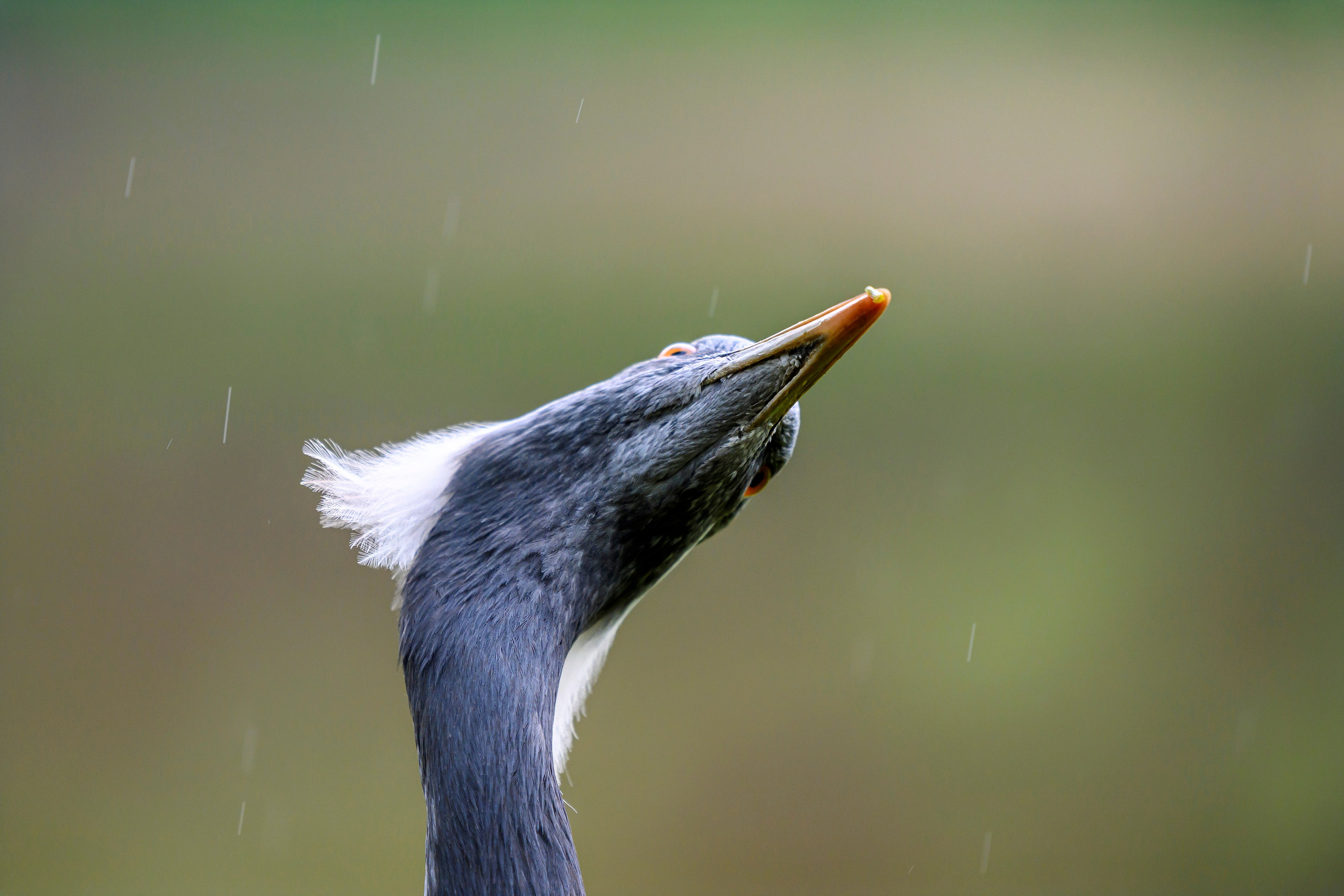 Красавки, цапли, утки: Парк Ближняя дача. Wildlife photography by Sergey Puponin